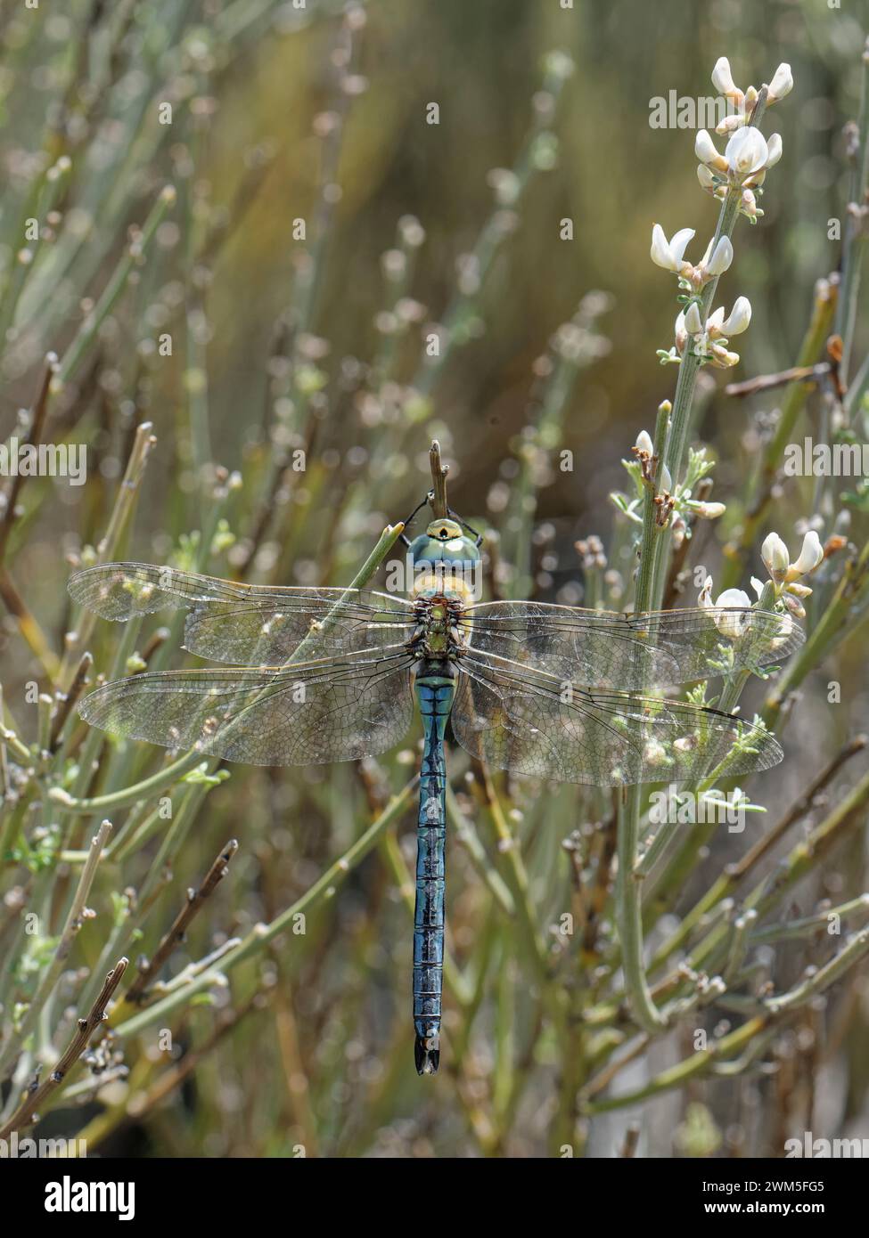 Emperor dragonfly (Anax imperator) male, resting on Teide white broom (Spartocystisus supranubius) bush at 2000m altitude in Teide National Park, Tene Stock Photo