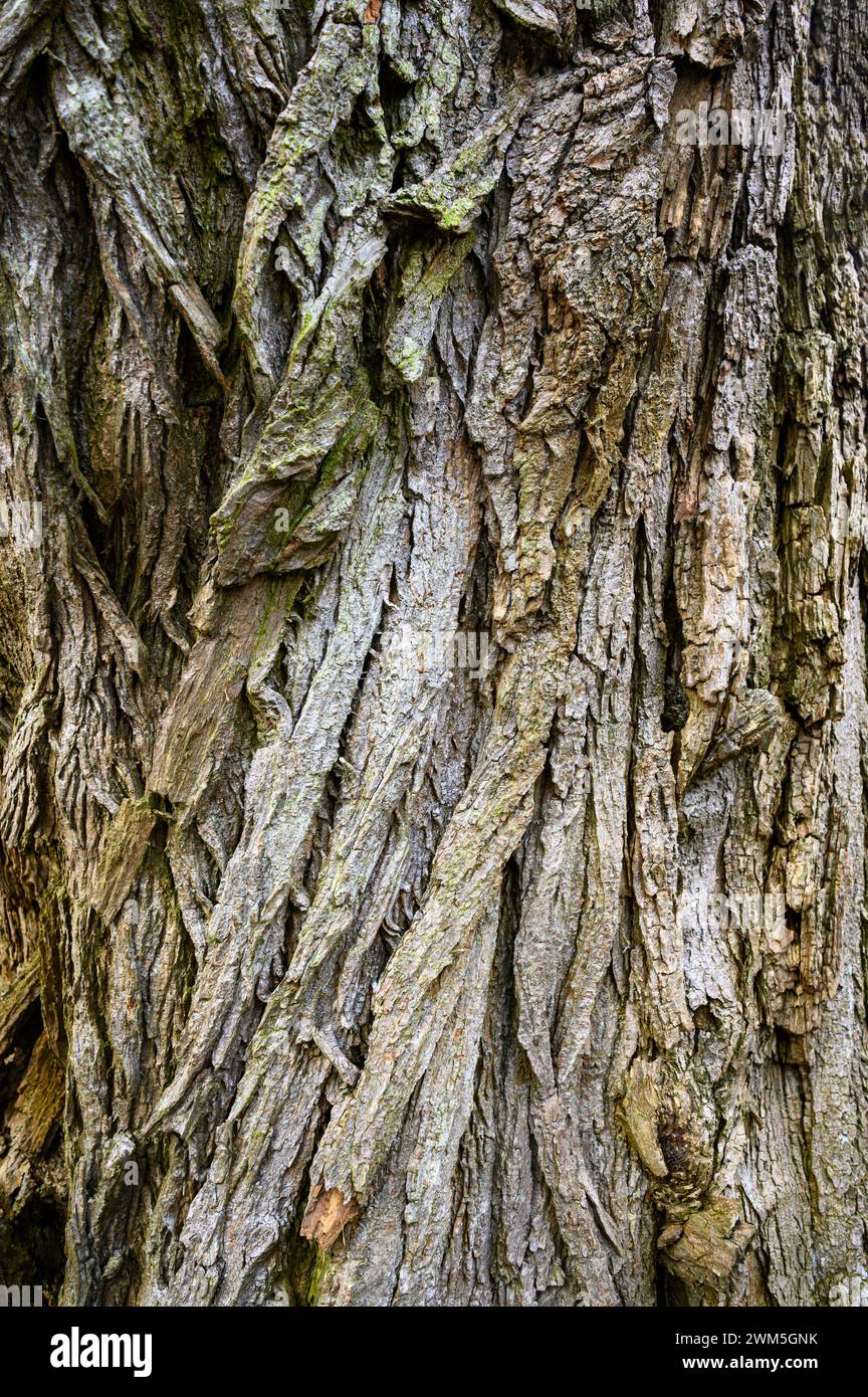 Spanish chestnut tree hi-res stock photography and images - Alamy