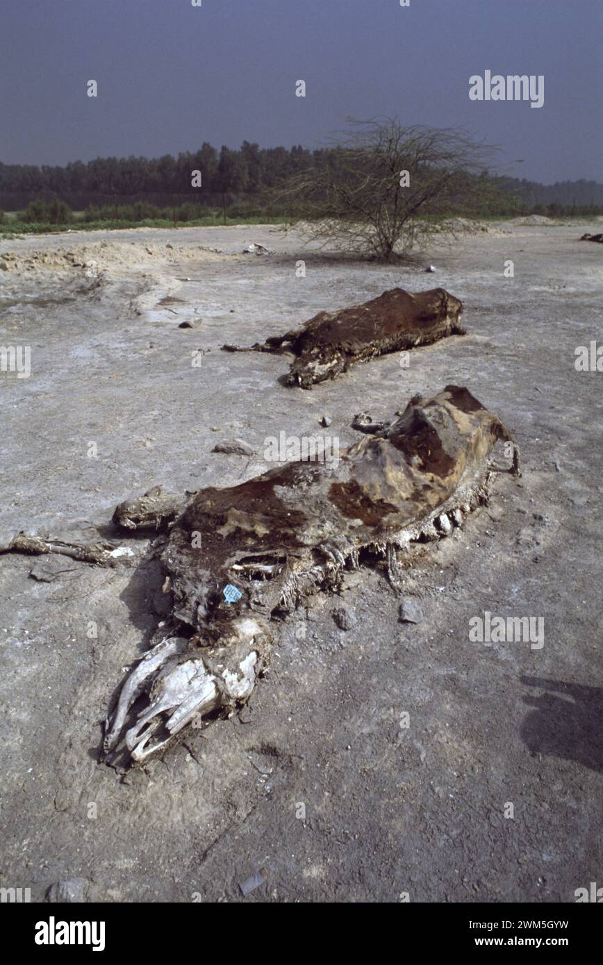 First Gulf War: 19th March 1991 Rotting carcasses of dairy cattle at the Kuwait United Dairy Company's farm, just outside Kuwait City. Stock Photo