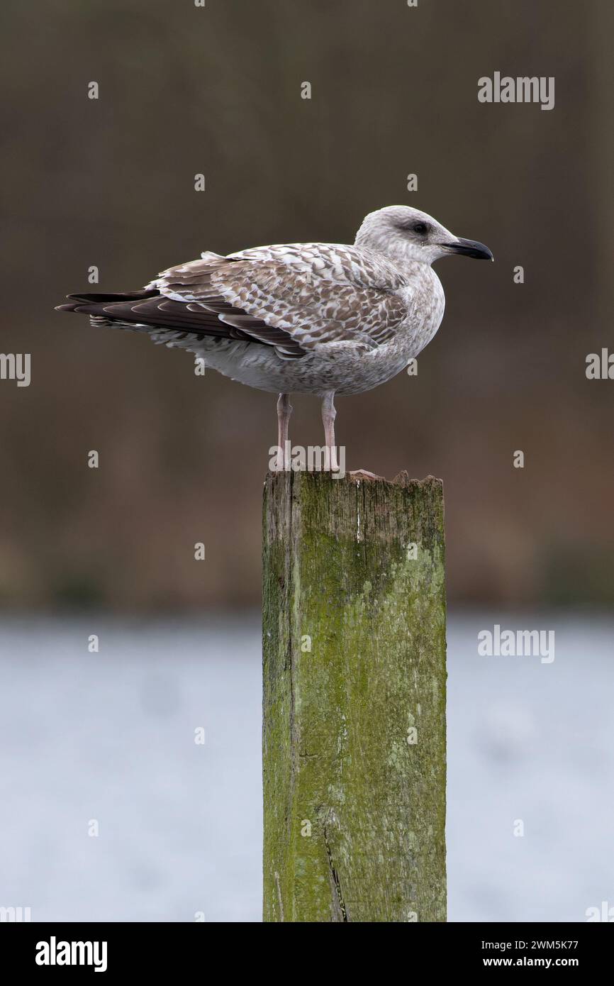 Herring Gull (Larus argentatus argenteus) Norfolk January 2024 Stock Photo