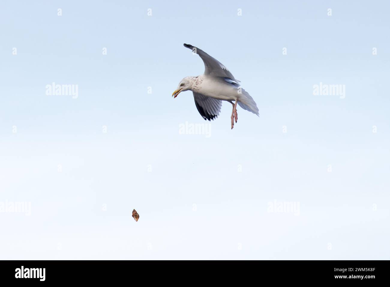 Herring Gull (Larus argentatus argenteus) Norfolk January 2024 dropping shellfish Stock Photo