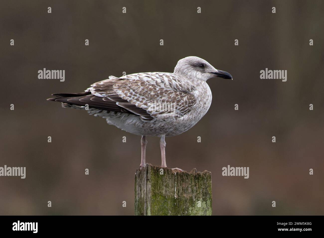 Herring Gull (Larus argentatus argenteus) Norfolk January 2024 Stock Photo