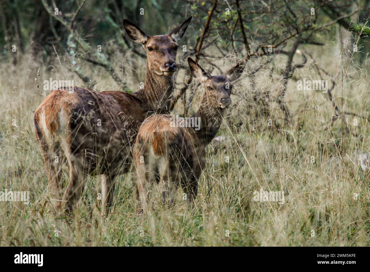 A red deer female and a big fawn in the meadow between the bushes, Dyrehaven natural park, Denmark Stock Photo