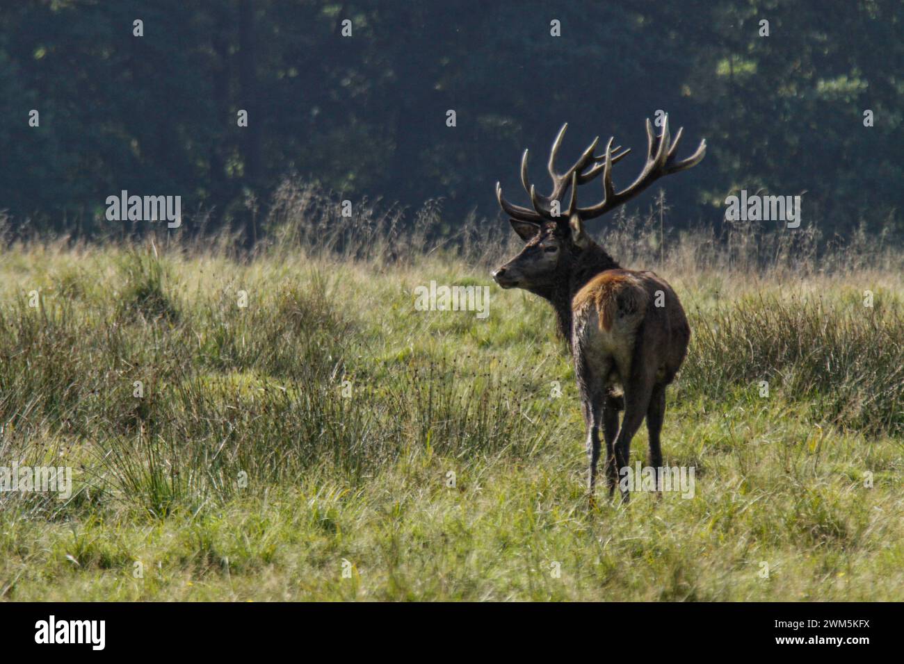 Red deer male in autumn in the meadow, Dyrehaven natural park, Denmark Stock Photo