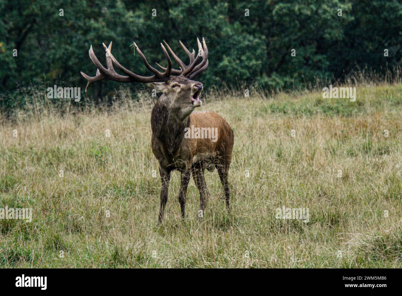 Deer's slab, the behavior of the red deer male in the rutting season, Dyrehaven natural park in Denmark Stock Photo