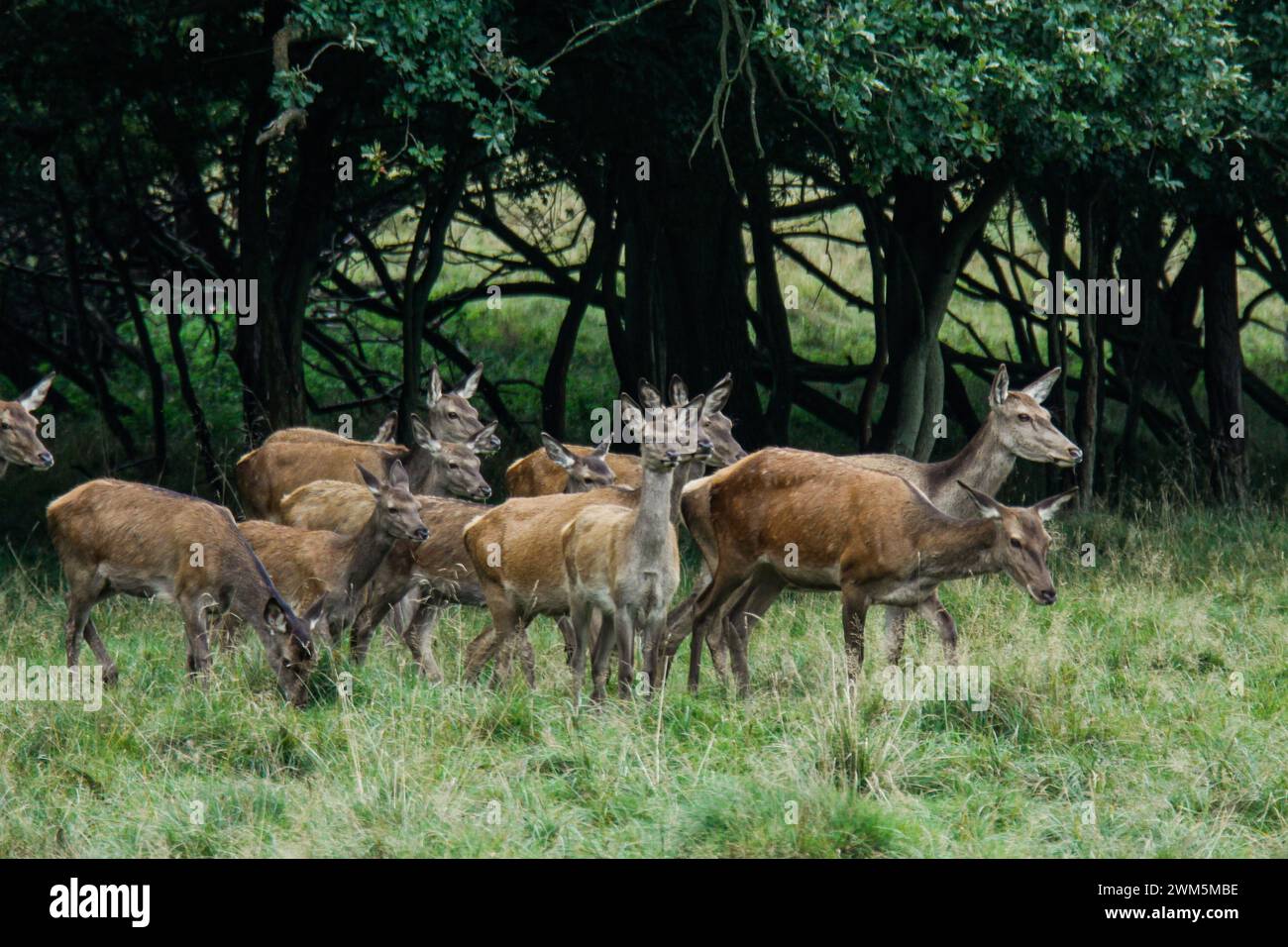 Red deer females group in the meadow, Dyrehaven Natural Park in Denmark Stock Photo