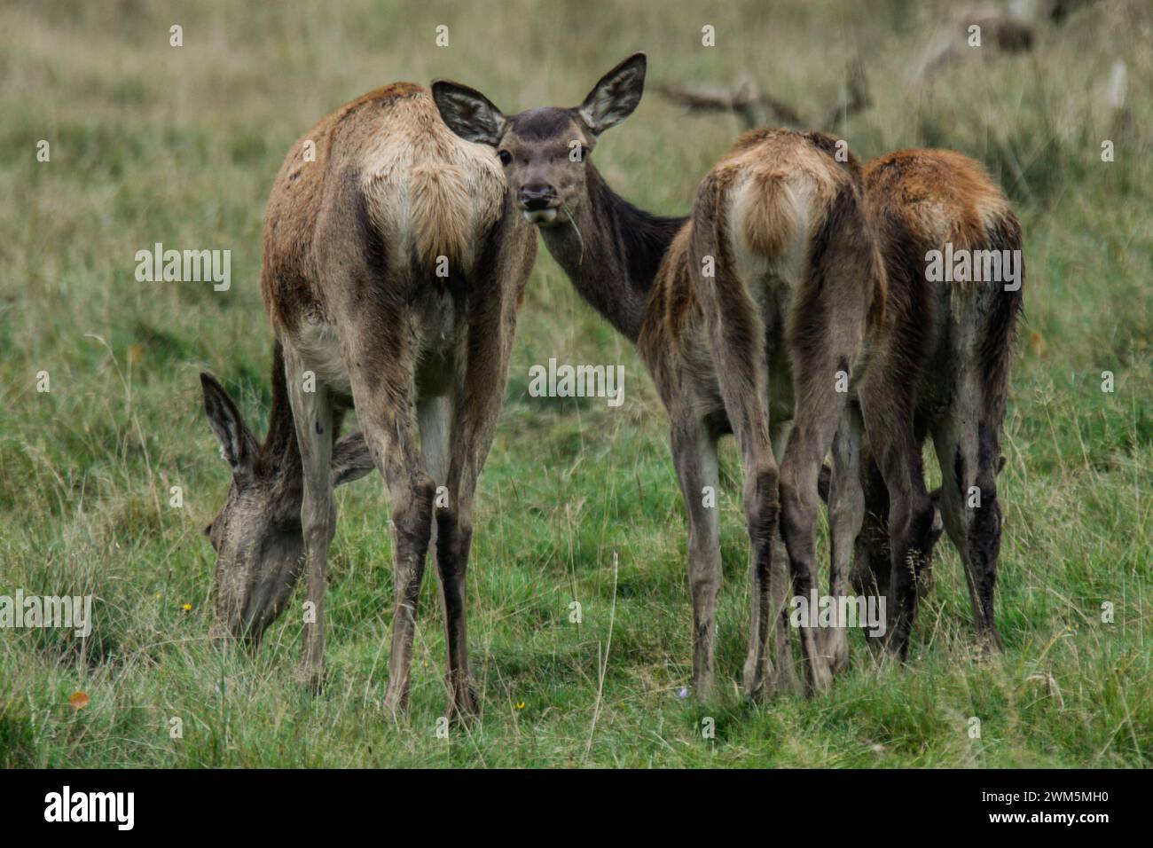 Red deer females grazing in the meadow, Dyrehaven natural park, Denmark Stock Photo
