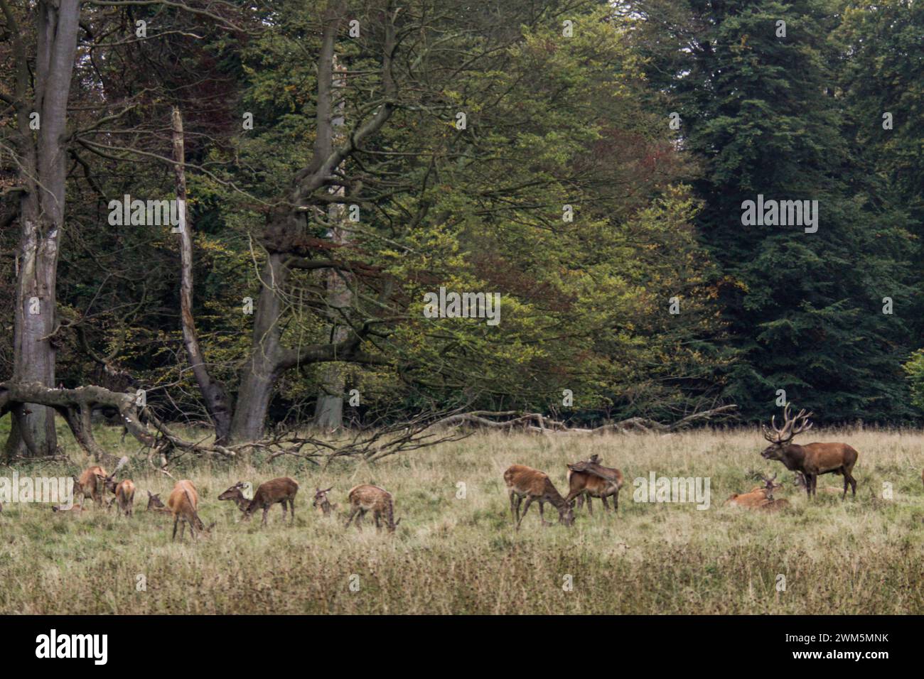 Red deer herd during the rutting season in a meadow, Natural Park Dyrehaven in Denmark Stock Photo