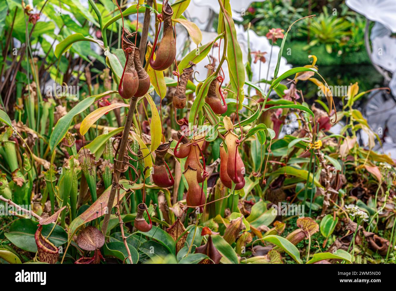 Carnivorous Nepenthes plant, fascinating predator, showcases its unique pitcher shaped traps. With vibrant colors and intricate details, nature botani Stock Photo
