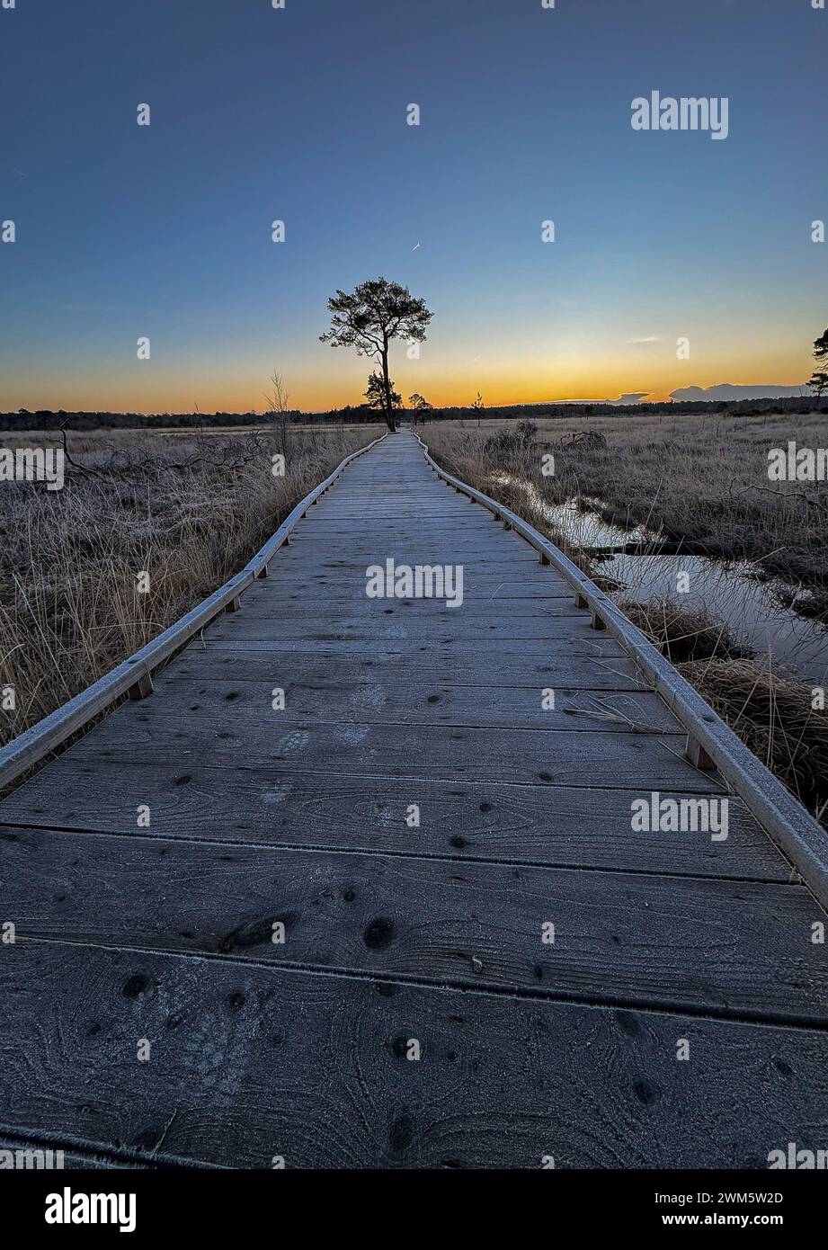 Godalming, UK. 24th Feb, 2024. Thursley Common, Elstead. 24th February