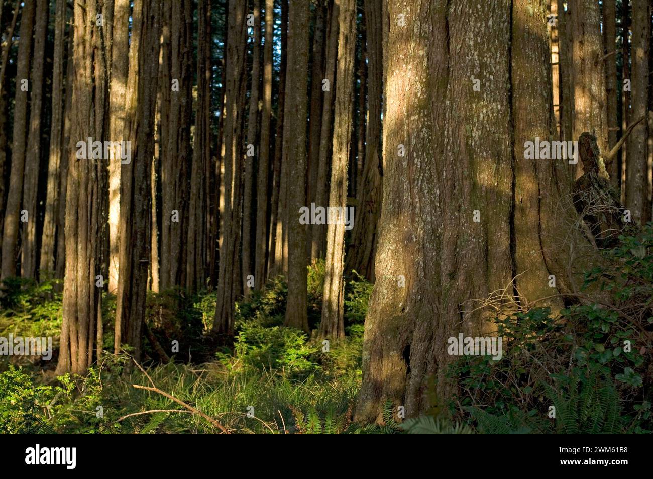 rainforest of the Ozette Lake beach loop trail, Olympic National Park ...