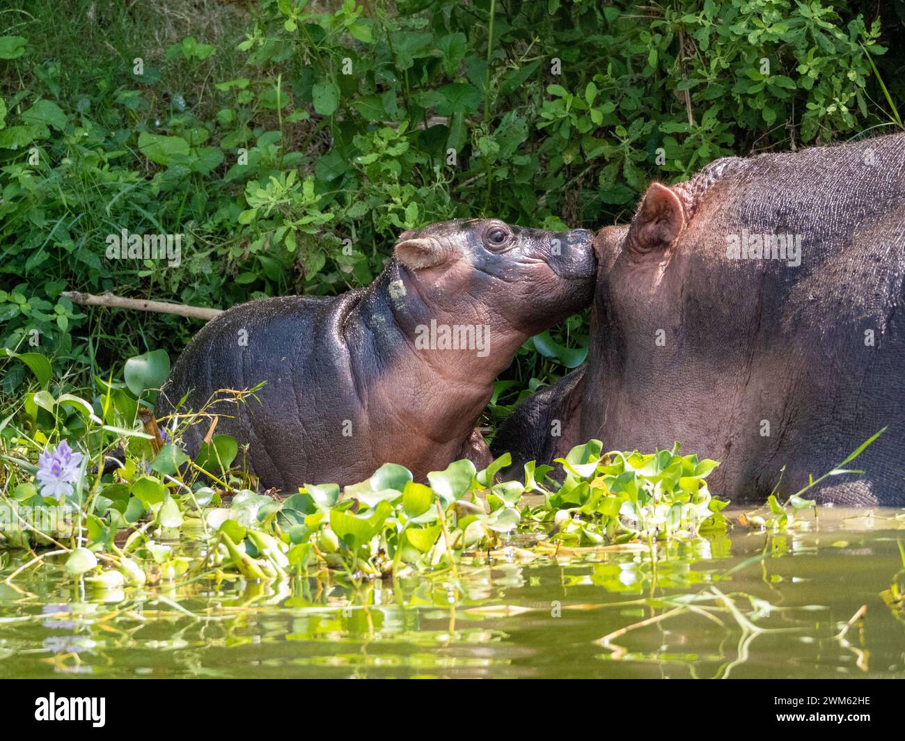 hippopotamus-amphibius-at-the-kazinga-channel-in-uganda-here-a-mother
