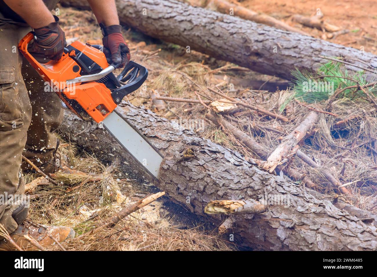 An experienced lumberjack uses chainsaw to cut down trees during an ...