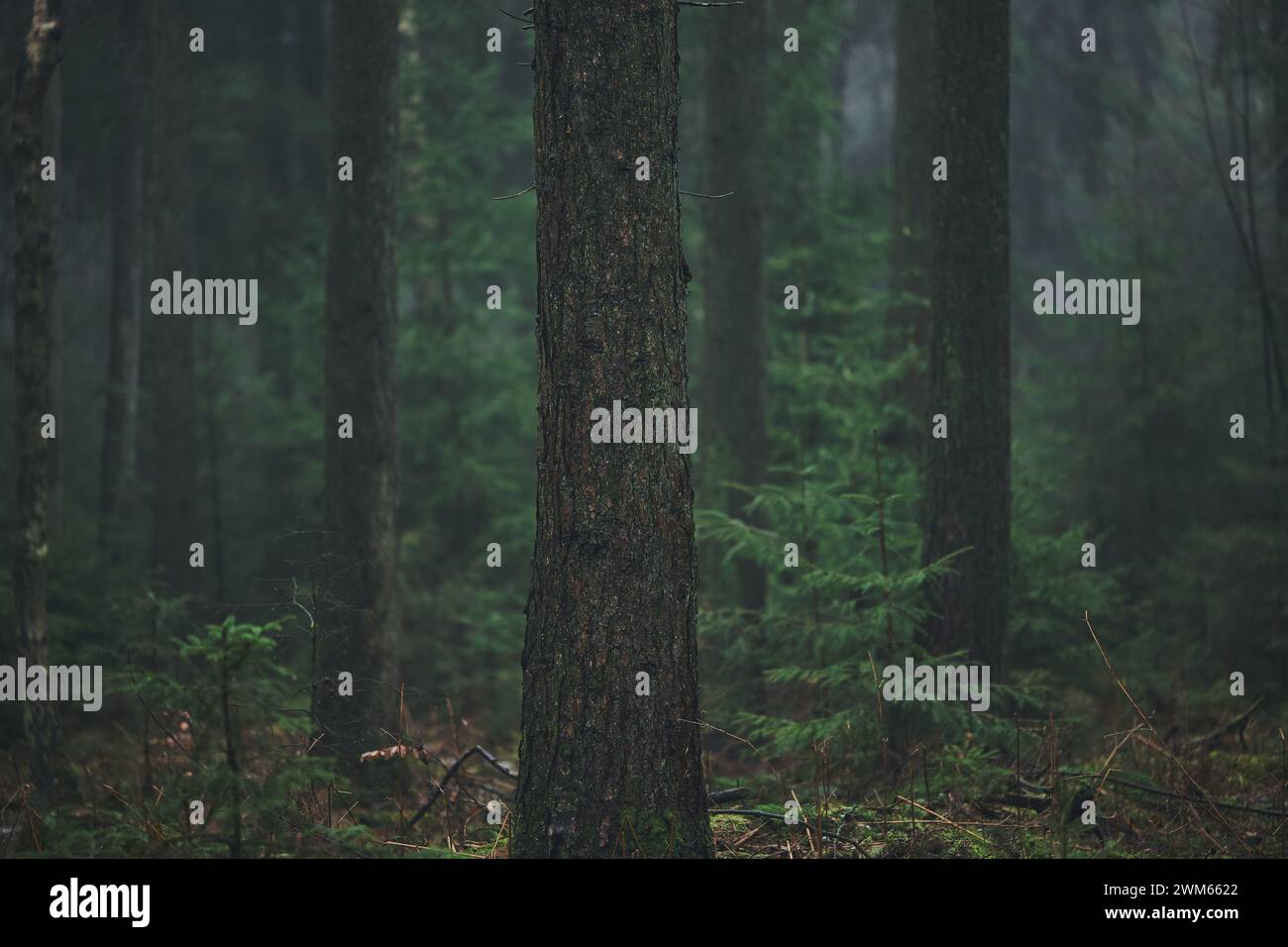 Dark foggy forest hi-res stock photography and images - Alamy