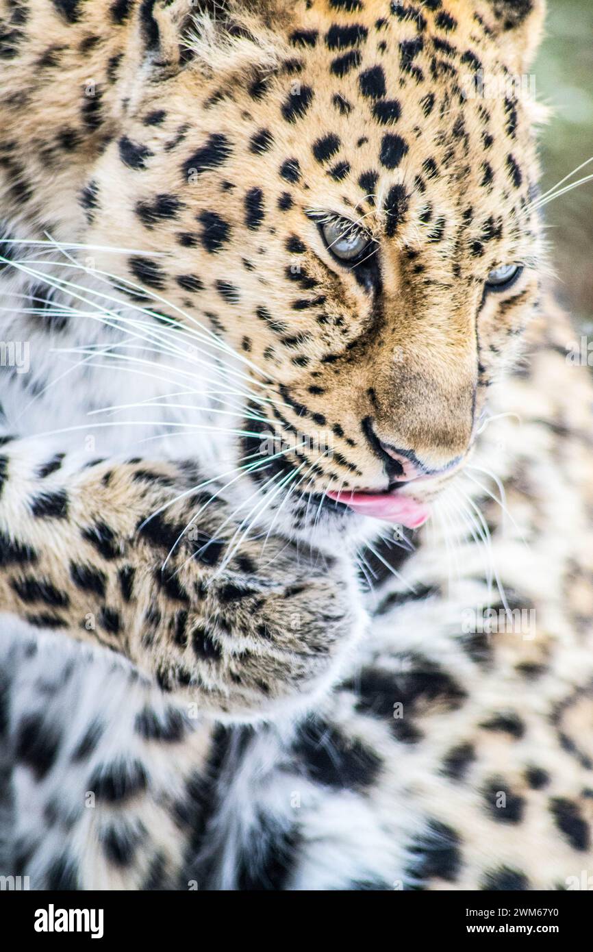 Close up of Leopard licking it's soft paw Stock Photo