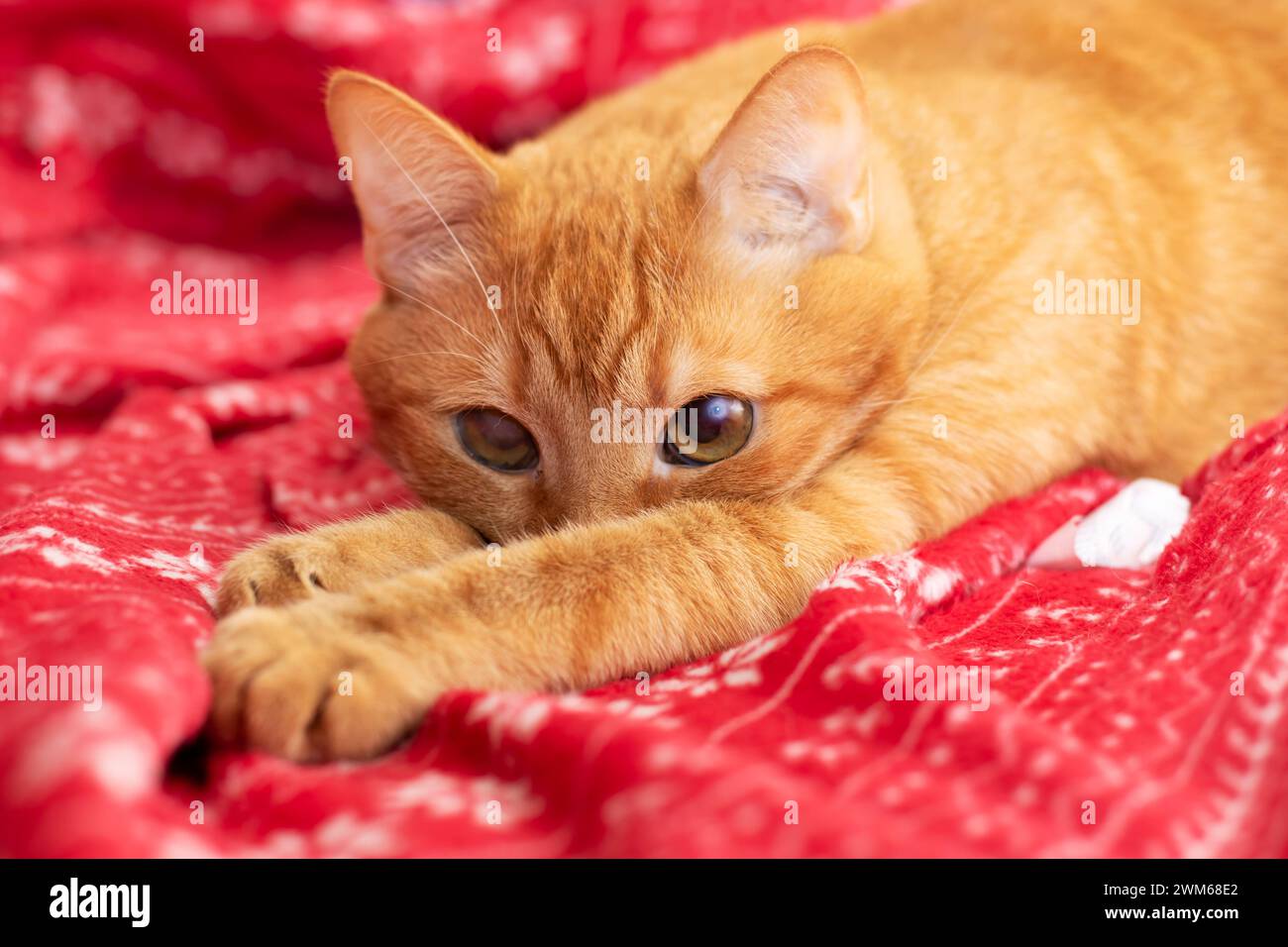 Cute ginger cat lying on the bed close up Stock Photo - Alamy