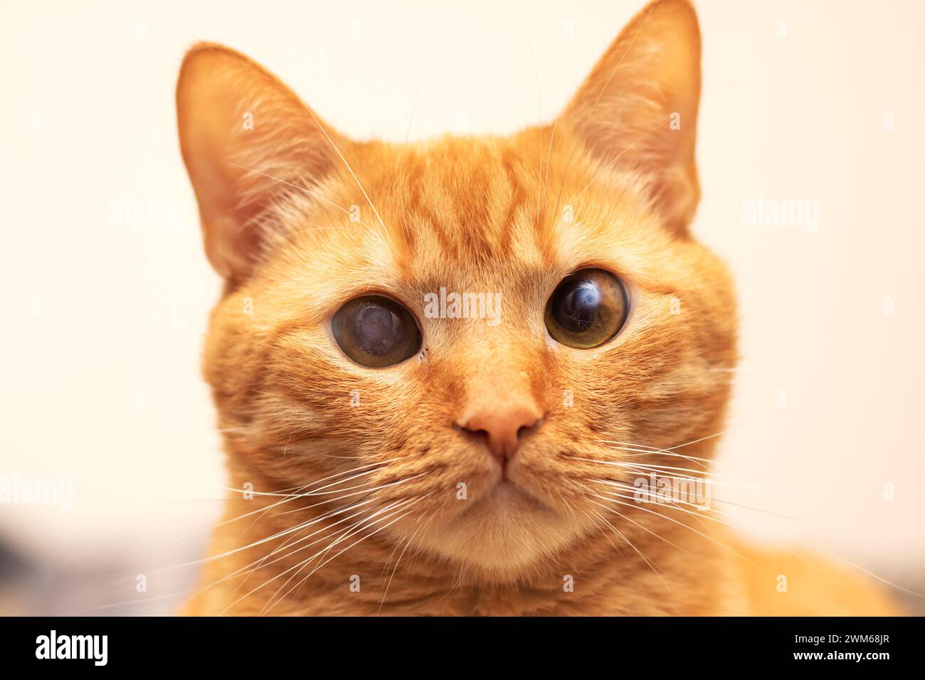 Cute ginger cat lying on the bed close up Stock Photo - Alamy