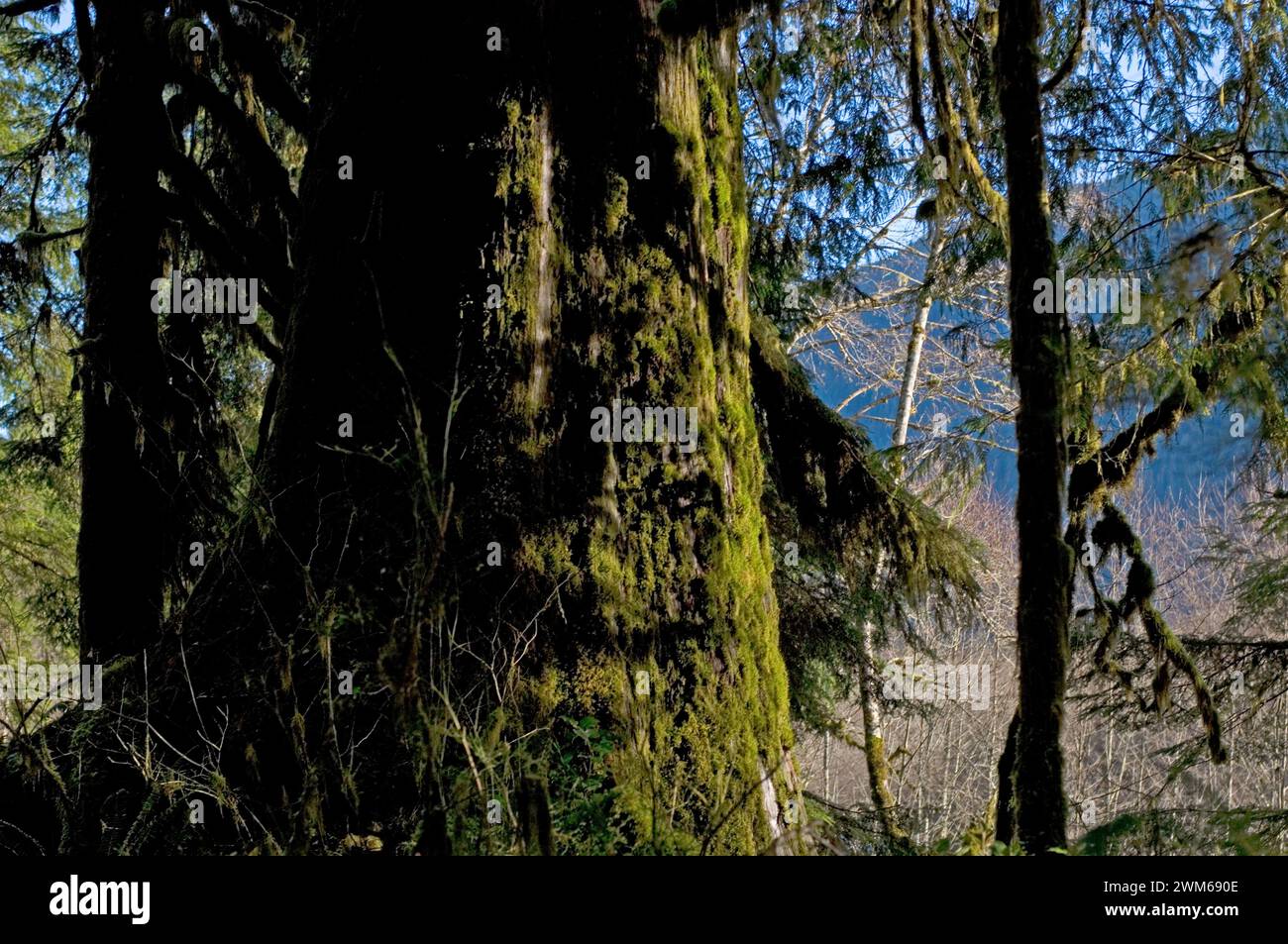 Trees olympic national park