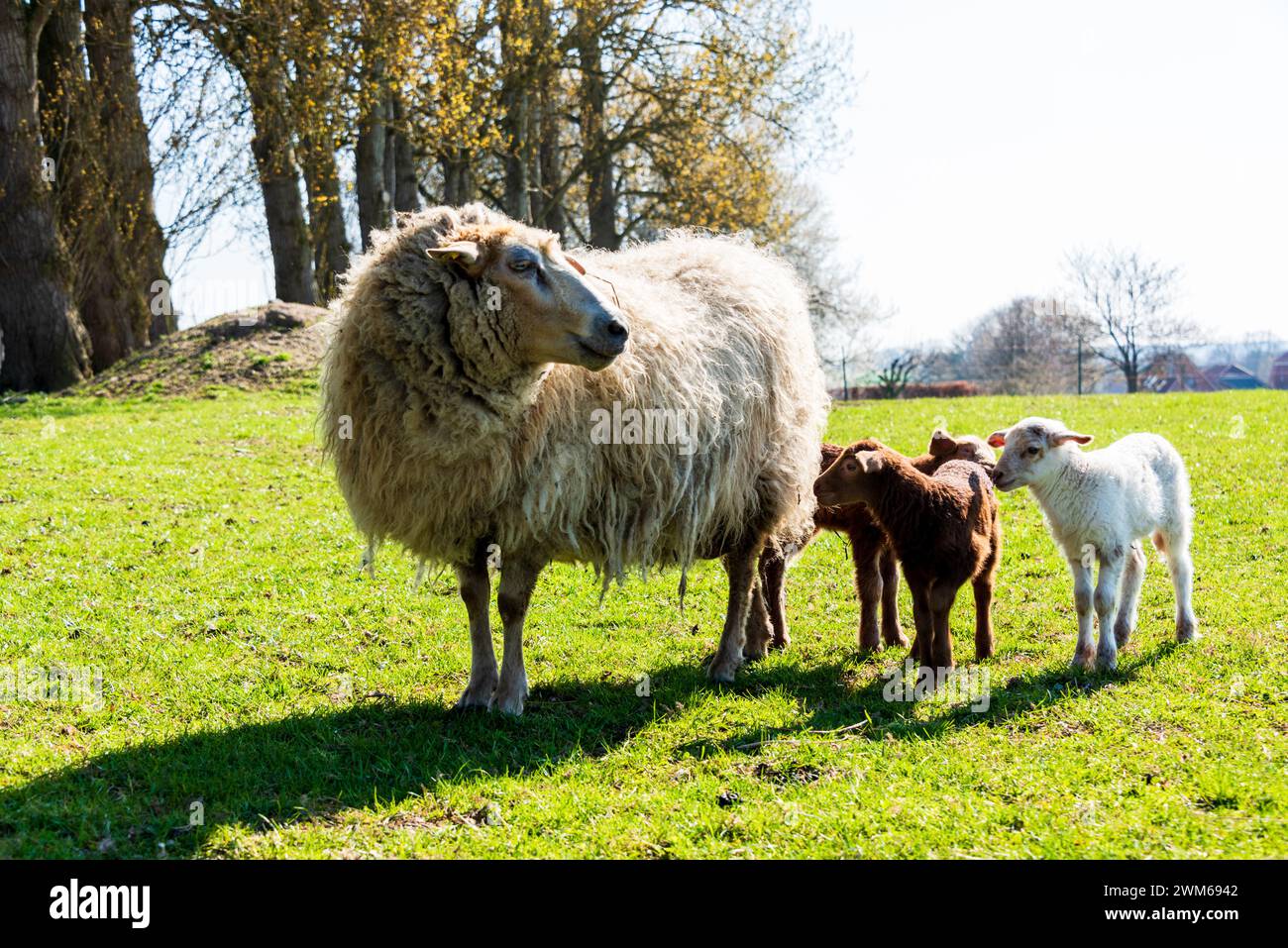 Schafe auf einer Viehweide im Frühjahr Muttertiere mit Osterlämmern Stock Photo