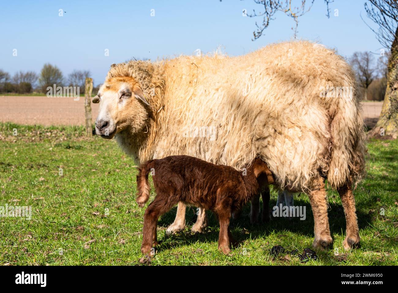 Schafe auf einer Viehweide im Frühjahr Muttertiere mit Osterlämmern Stock Photo