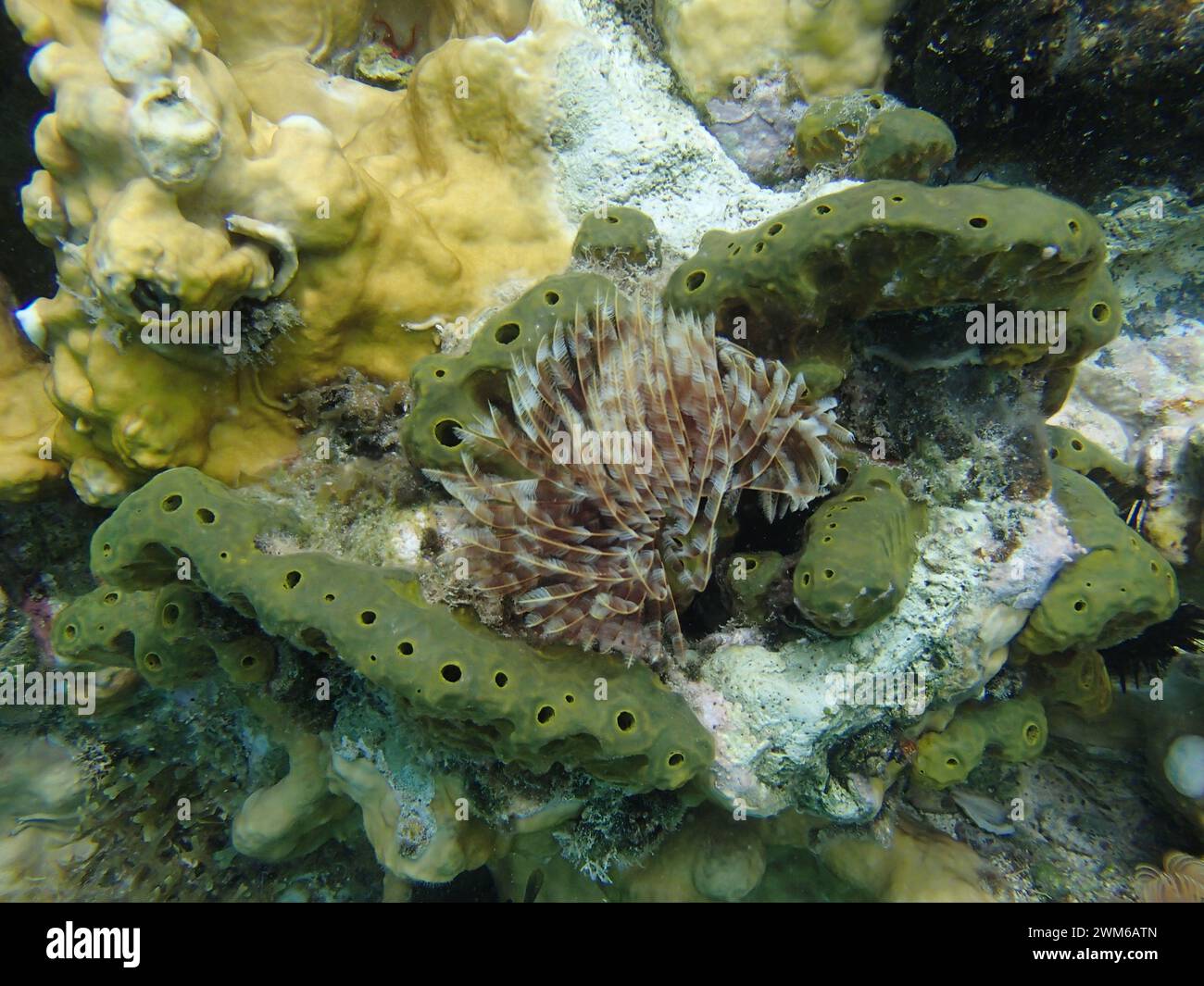 Feather Duster Coral on rocks and green coral Stock Photo Alamy