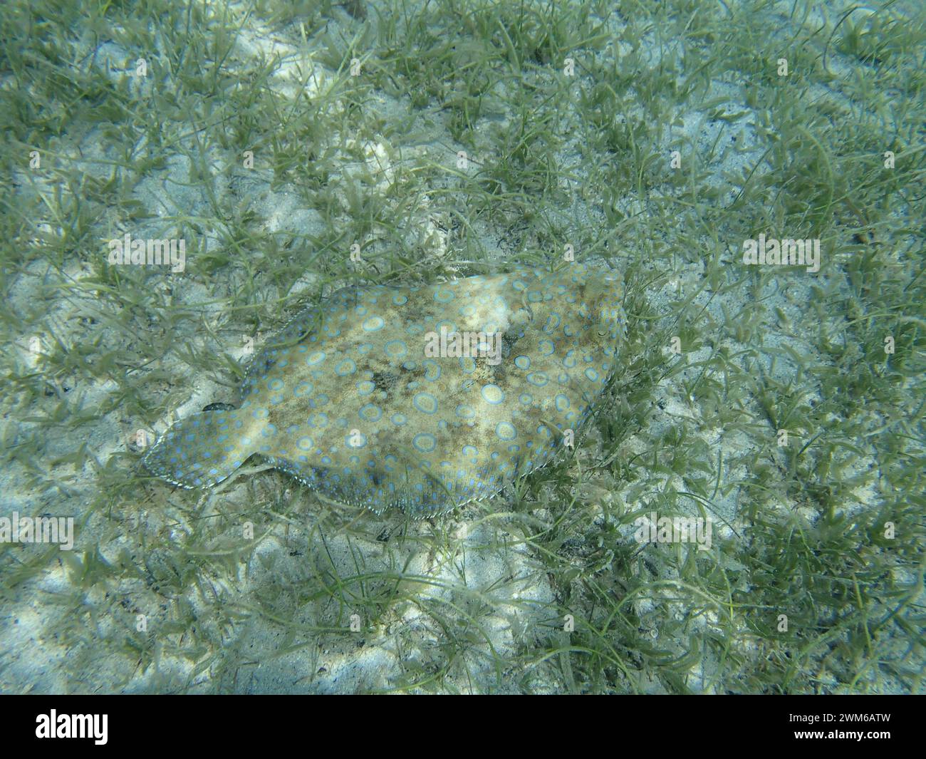 A peacock Flounder camouflages itself on the grassy seafloor Stock Photo