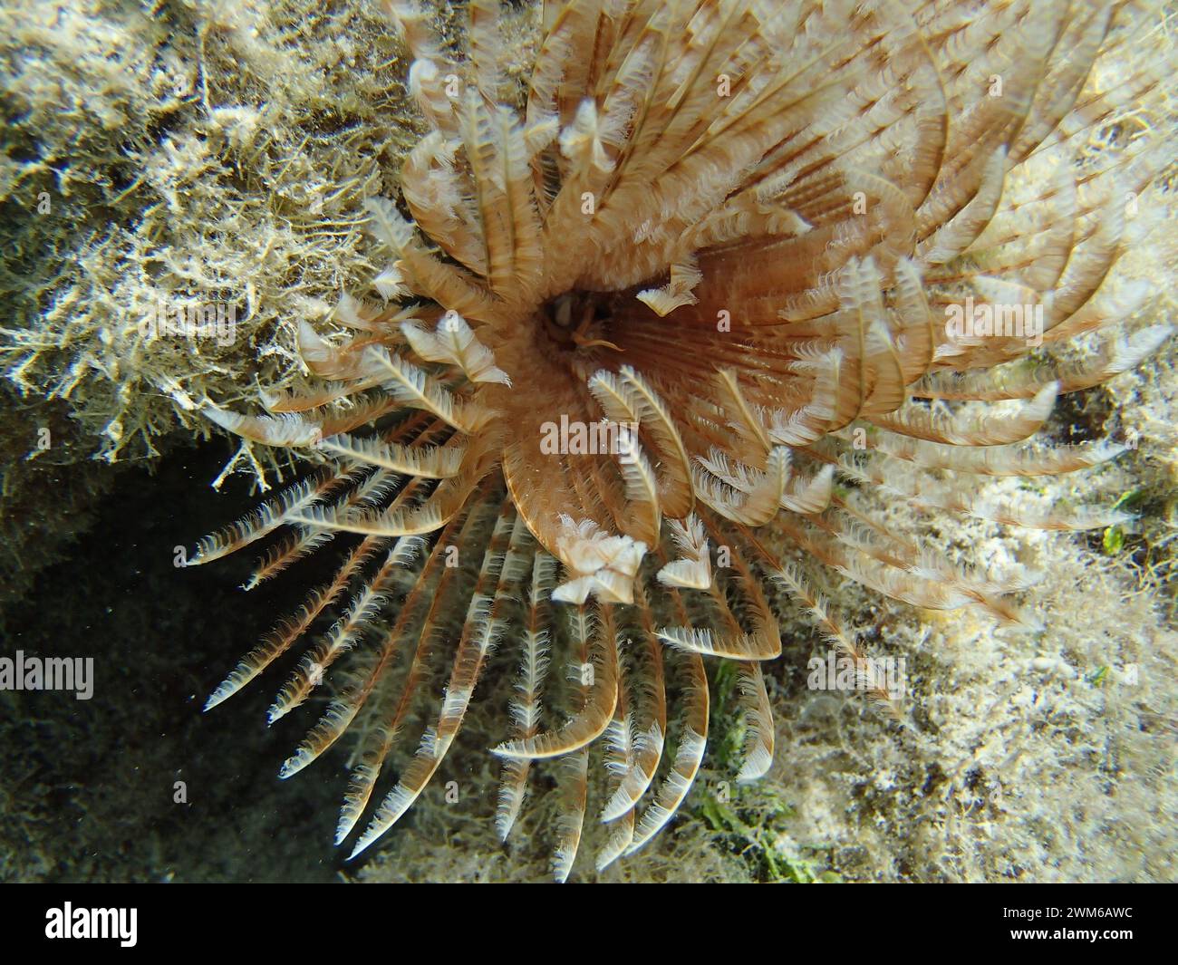 Feather duster coral on rocks Stock Photo Alamy