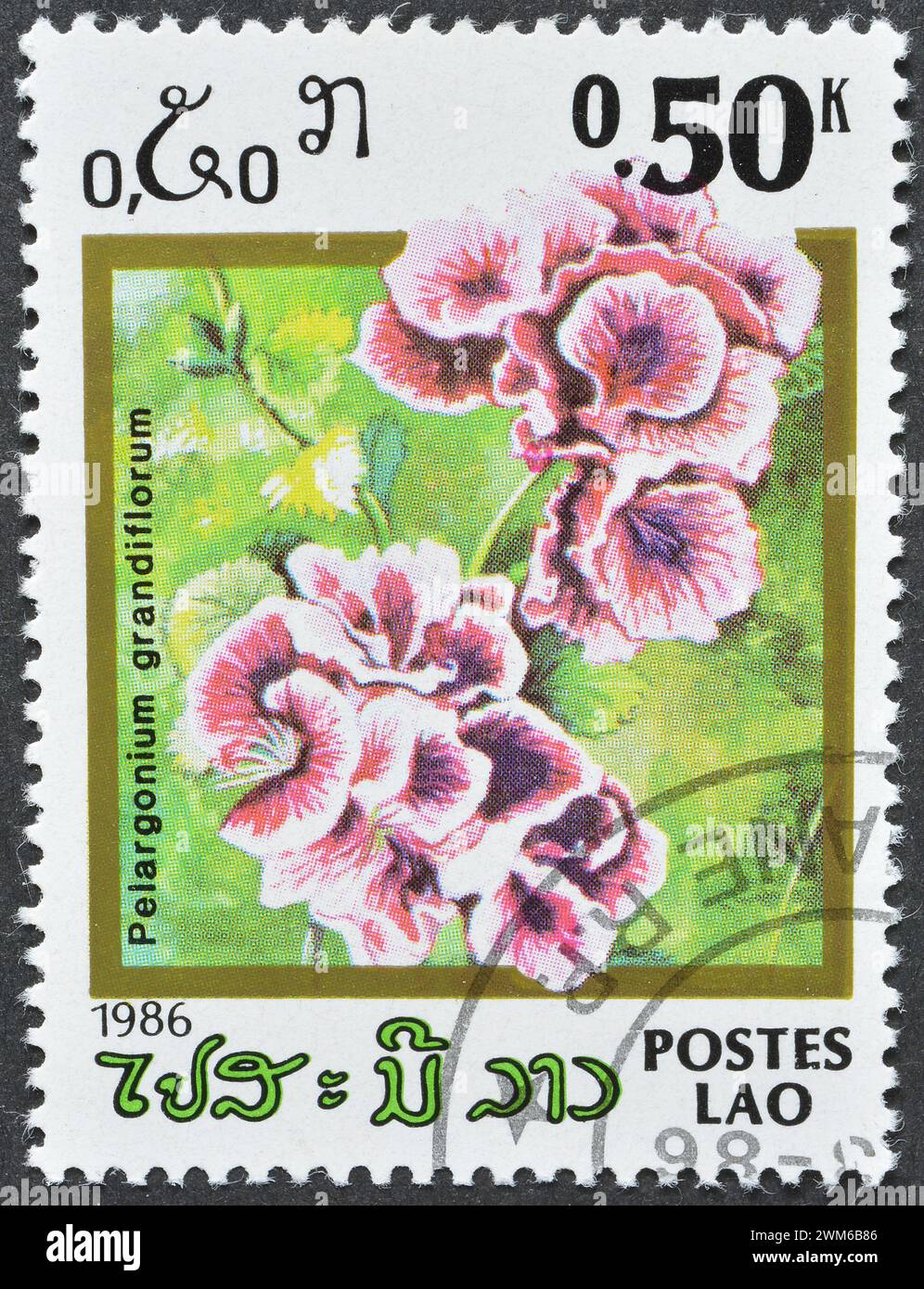Cancelled postage stamp printed by Laos, that shows Pelargonium grandiflorum,  Flowering plants, circa 1986. Stock Photo