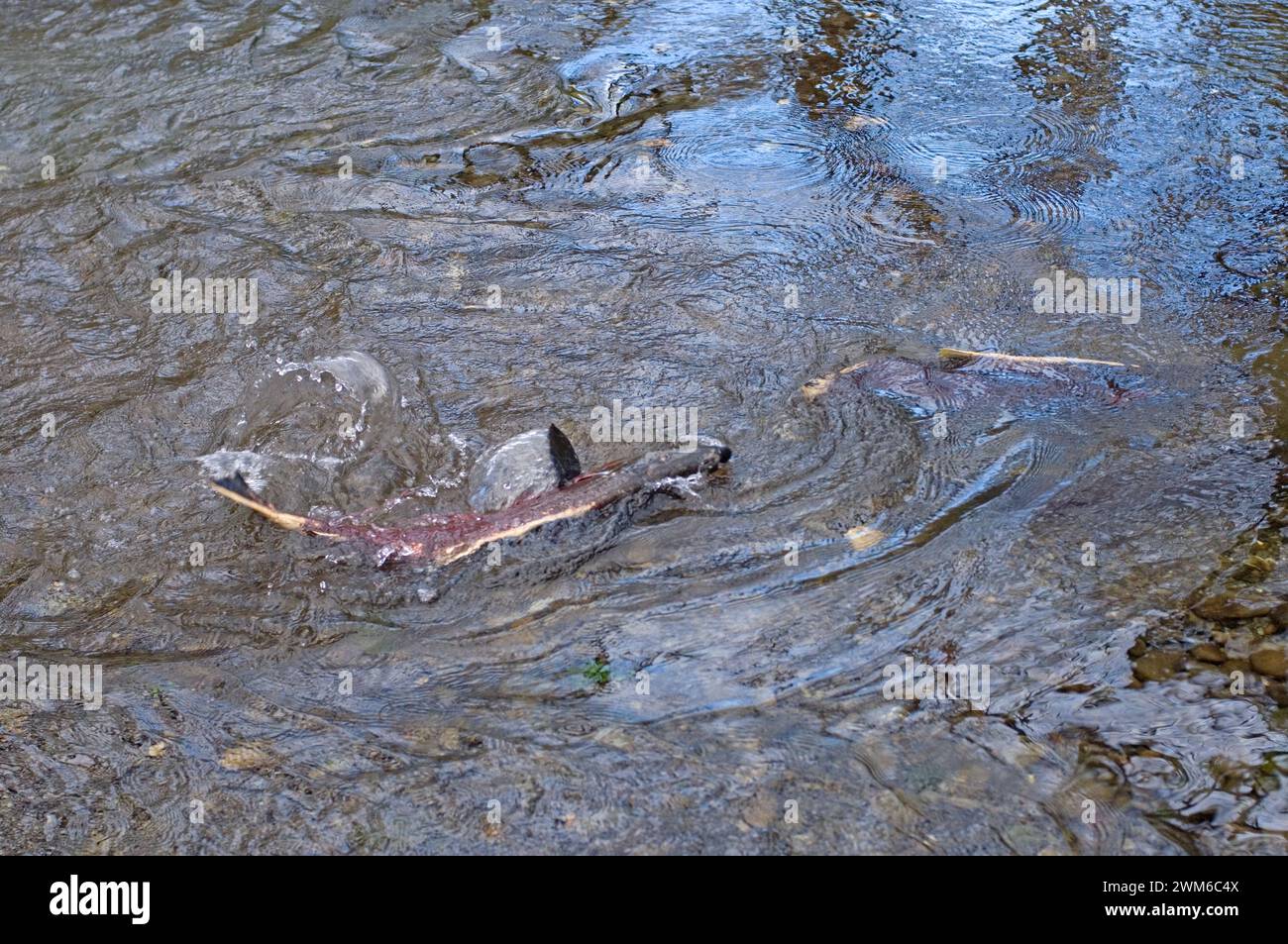 chinook-salmon-eggs-hi-res-stock-photography-and-images-alamy
