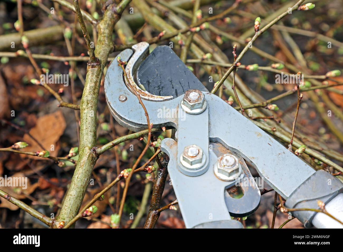 Gesetz zum Vogelschutz Am 1. März eines Jahres beginnt die Brutzeit der Vögel und Fällungen, Rodungen, auf Stock setzen oder abschneiden ist bis auf wenige Ausnahmen laut Paragraph 39 Bundesnaturschutzgesetz Brut- und Setzzeit - bis zum 30. September eines Jahres verboten Essen Nordrhein-Westfalen Deutschland *** Bird protection law The breeding season for birds begins on March 1 of each year and felling, clearing, stockpiling or cutting is prohibited until September 30 of each year, with a few exceptions, according to Section 39 of the Federal Nature Conservation Act Breeding and setting seas Stock Photo