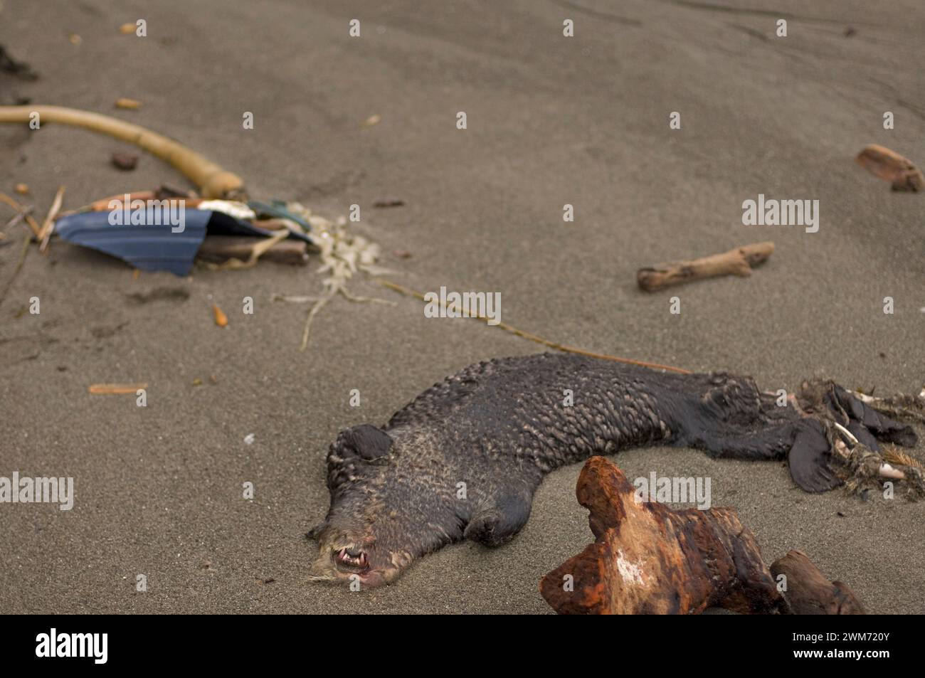 sea otter, Enhydra lutris, dead on an ocean beach, Olympic National Park, Washington Stock Photo