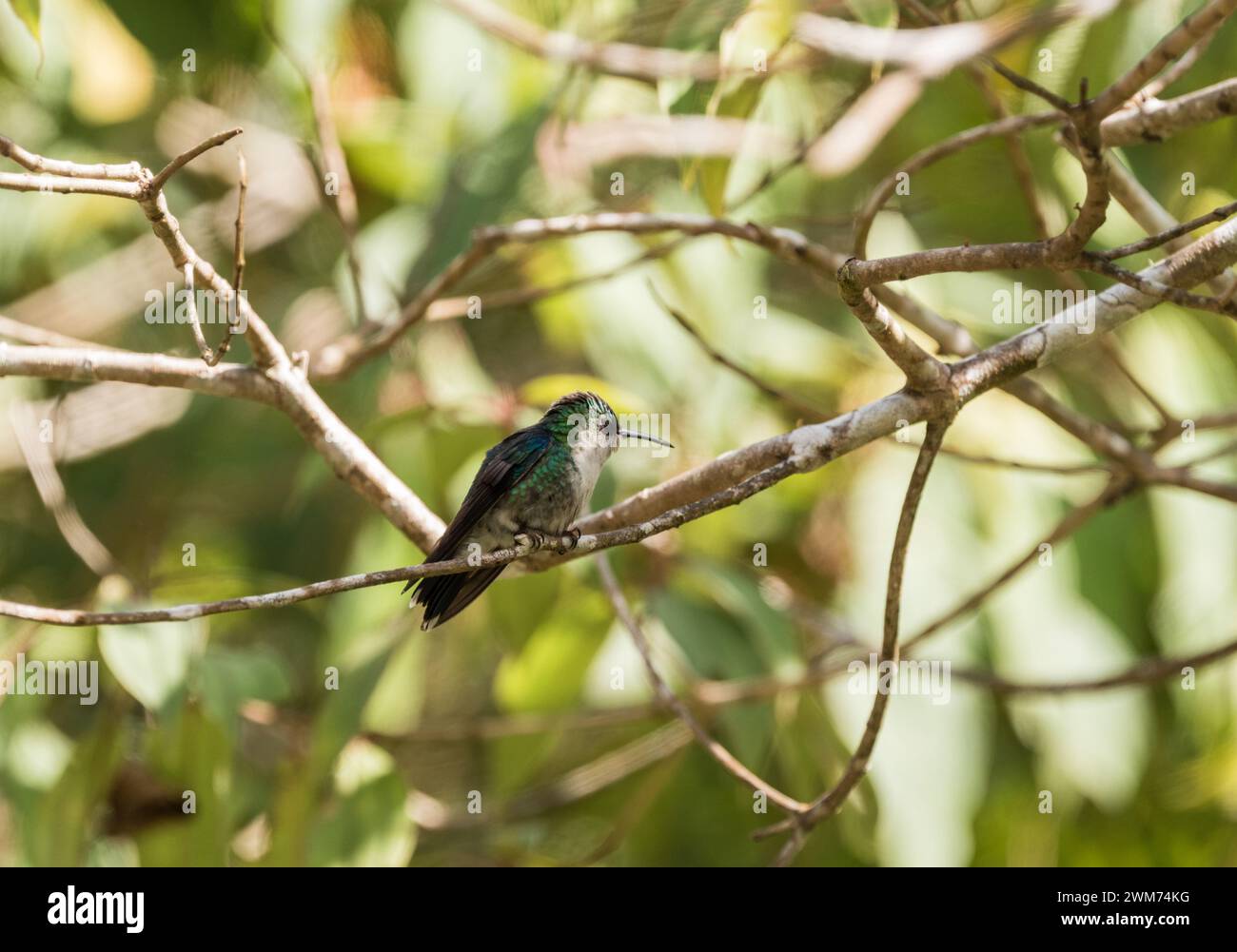 Female Blue-Crowned Woodnymph (Thalurania colombica) perched in a tree at El Dorado Lodge, near Minca, Colombia Stock Photo