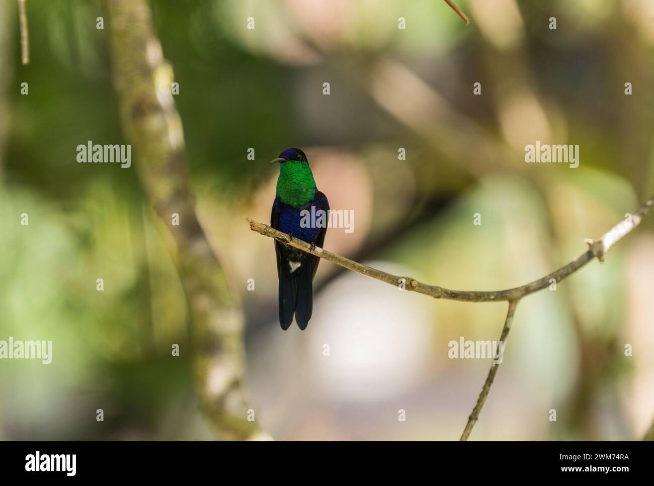 Male Blue-Crowned Woodnymph (Thalurania colombica) perched in a tree at El Dorado Lodge, near Minca, Colombia Stock Photo