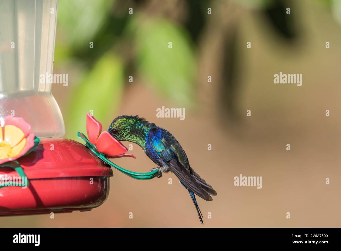 Male Blue-Crowned Woodnymph (Thalurania colombica) on a hummingbird feeder at El Dorado Lodge, near Minca, Colombia Stock Photo