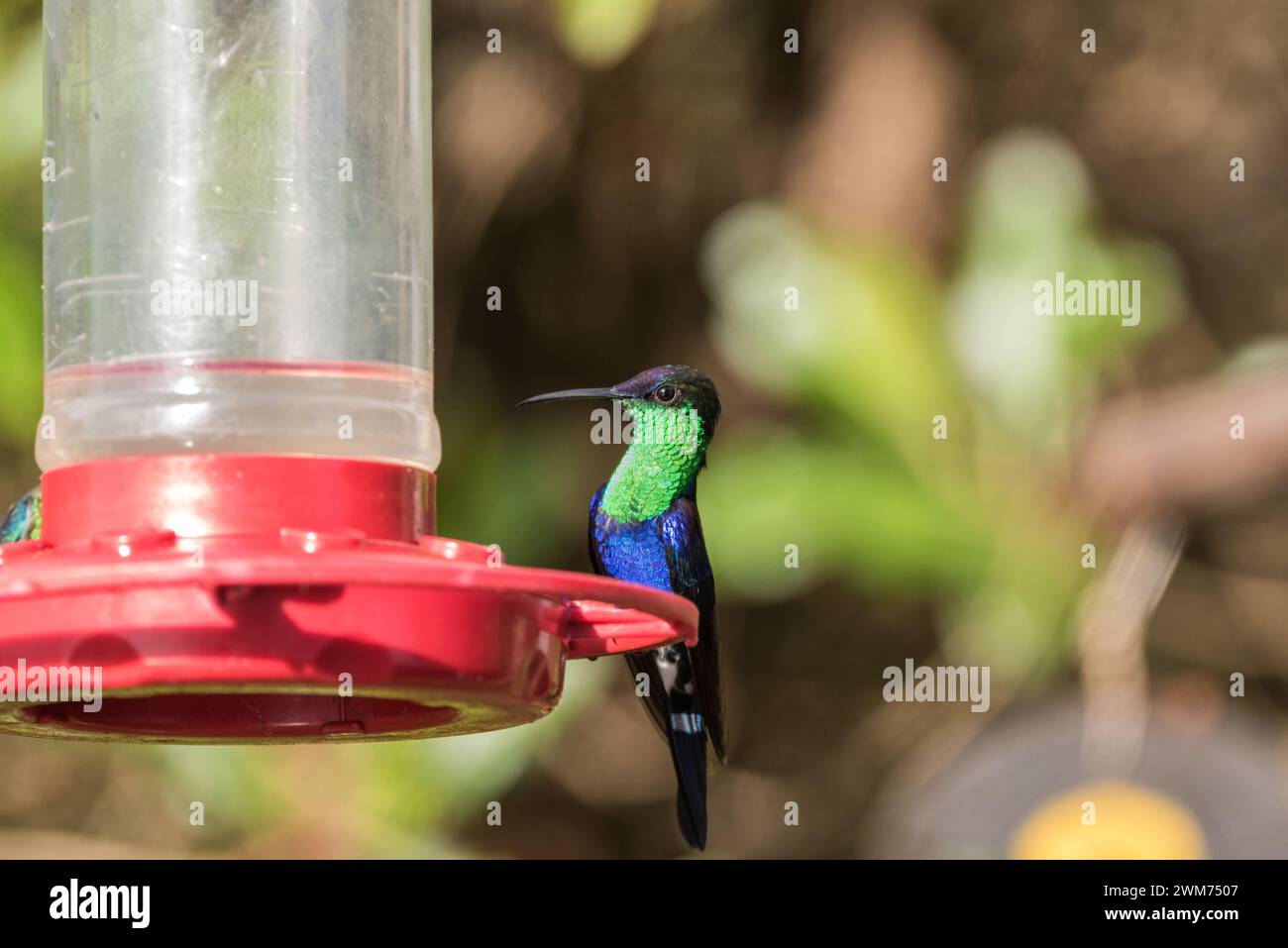 Male Blue-Crowned Woodnymph (Thalurania colombica) on a hummingbird feeder at El Dorado Lodge, near Minca, Colombia Stock Photo