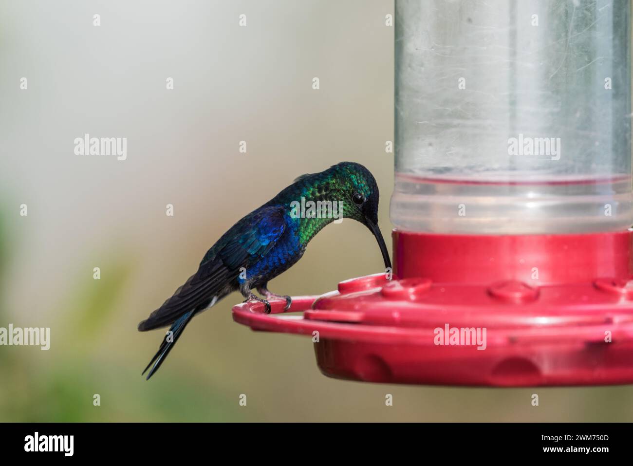 Male Blue-Crowned Woodnymph (Thalurania colombica) on a hummingbird feeder at El Dorado Lodge, near Minca, Colombia Stock Photo