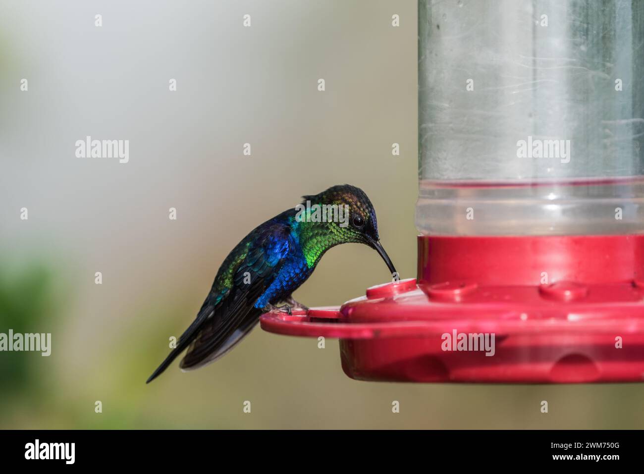 Male Blue-Crowned Woodnymph (Thalurania colombica) on a hummingbird feeder at El Dorado Lodge, near Minca, Colombia Stock Photo