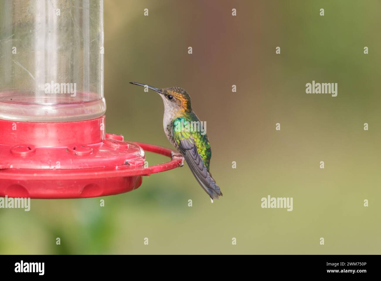 Female Blue-Crowned Woodnymph (Thalurania colombica) on a hummingbird feeder at El Dorado Lodge, near Minca, Colombia Stock Photo