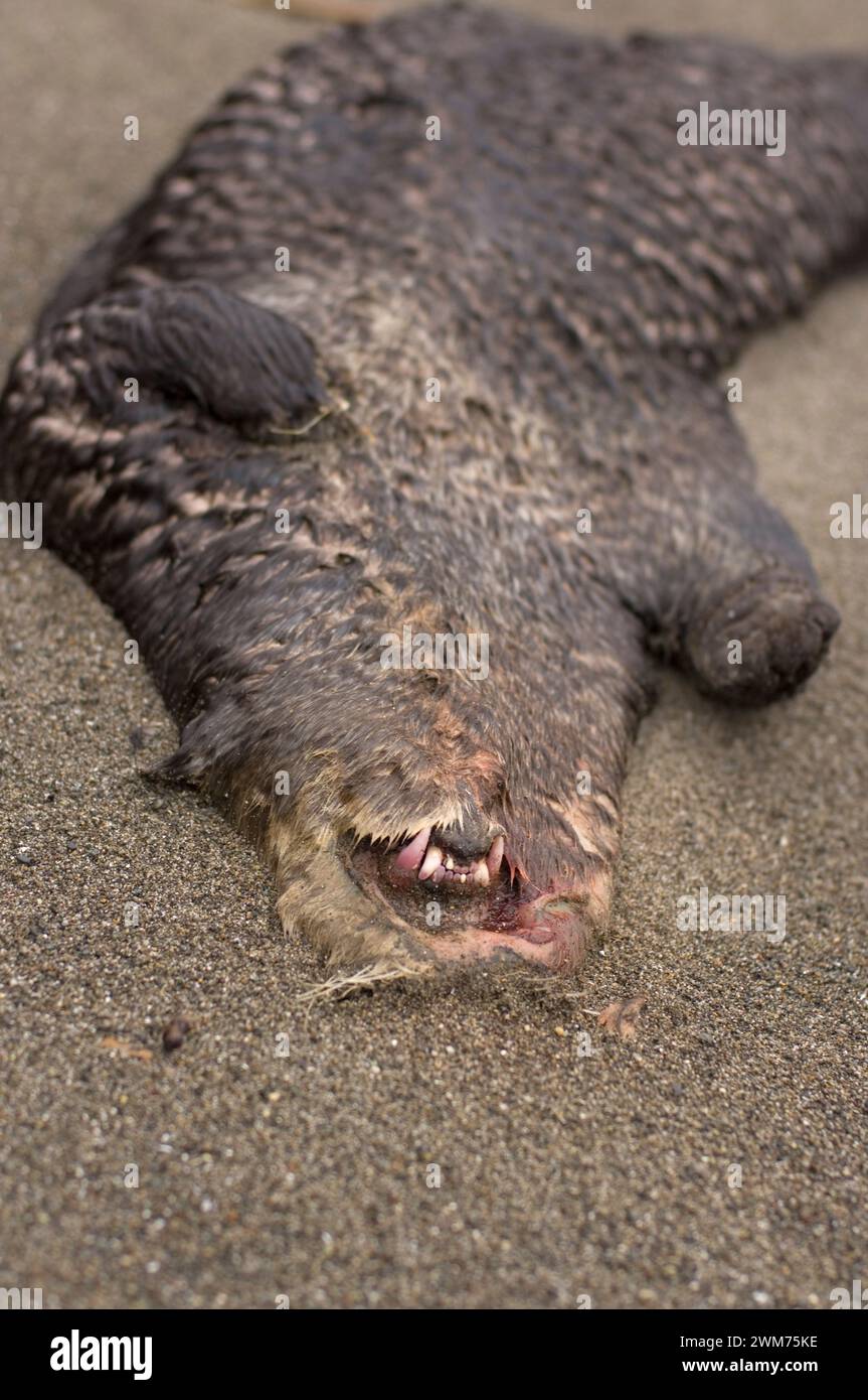 sea otter, Enhydra lutris, dead on an ocean beach, Olympic National Park, Washington Stock Photo