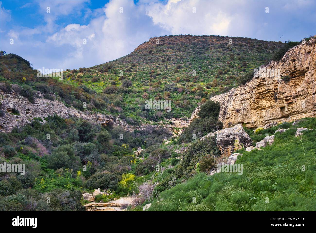 Landscape along the Vritzi (or Vrytzi) trail in Agios Theodoros, Larnaca area, Cyprus. Densely forested gorge, high, rocky hills and spring flowers Stock Photo