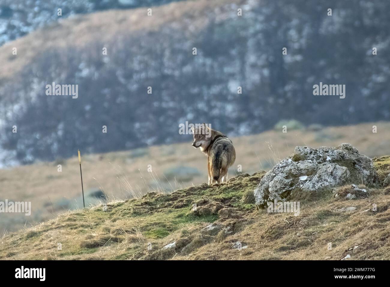 Wild Italian wolf, also called Apennine wolf (Canis lupus italicus), standing at the top of a slope looking for prey while the sun is rising. Stock Photo