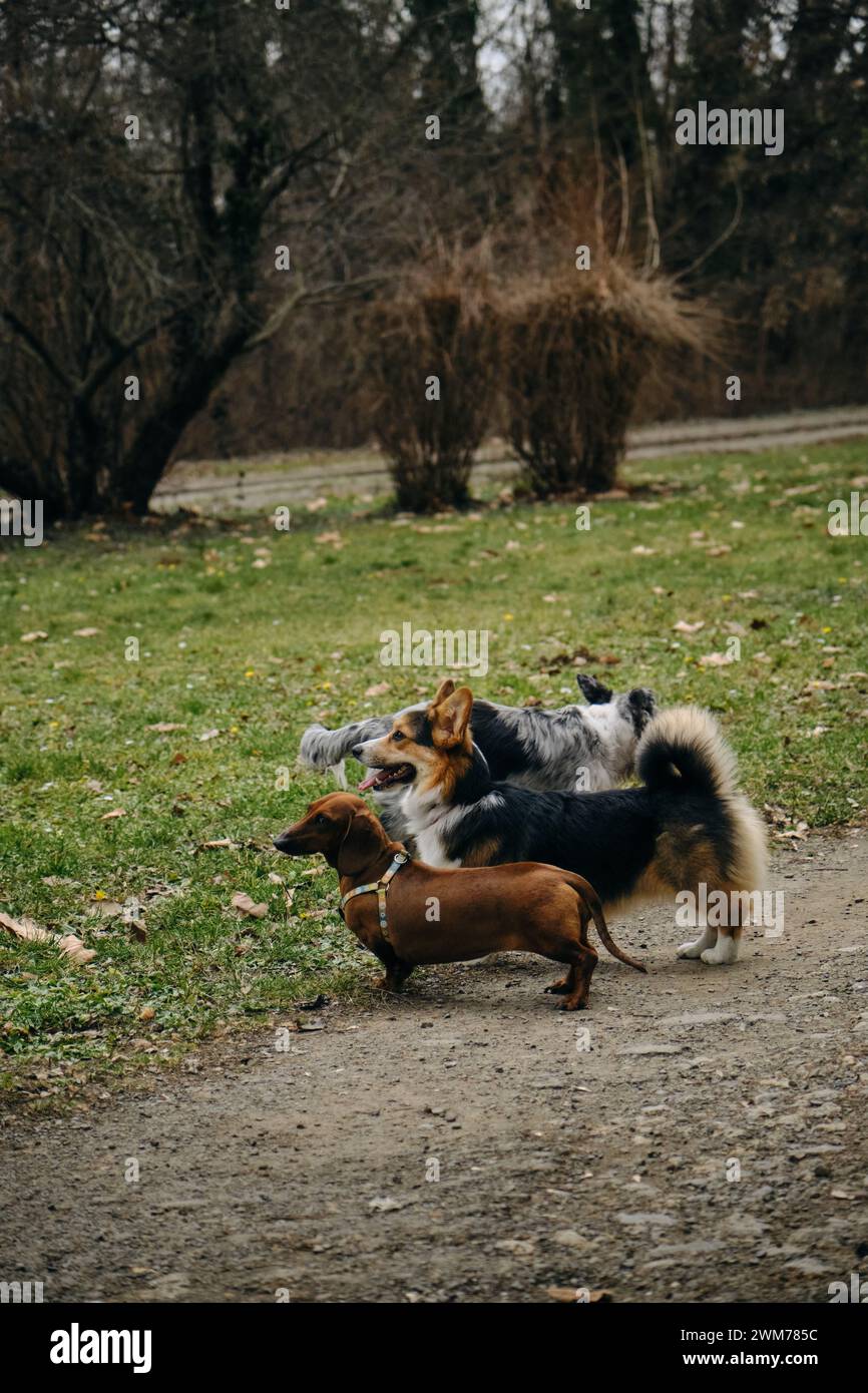 A Grey Merle Border Collie Puppy Stands Next To A Welsh Corgi Pembroke 