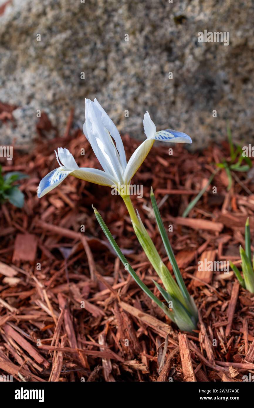 Earliest spring bulbs hi-res stock photography and images - Alamy