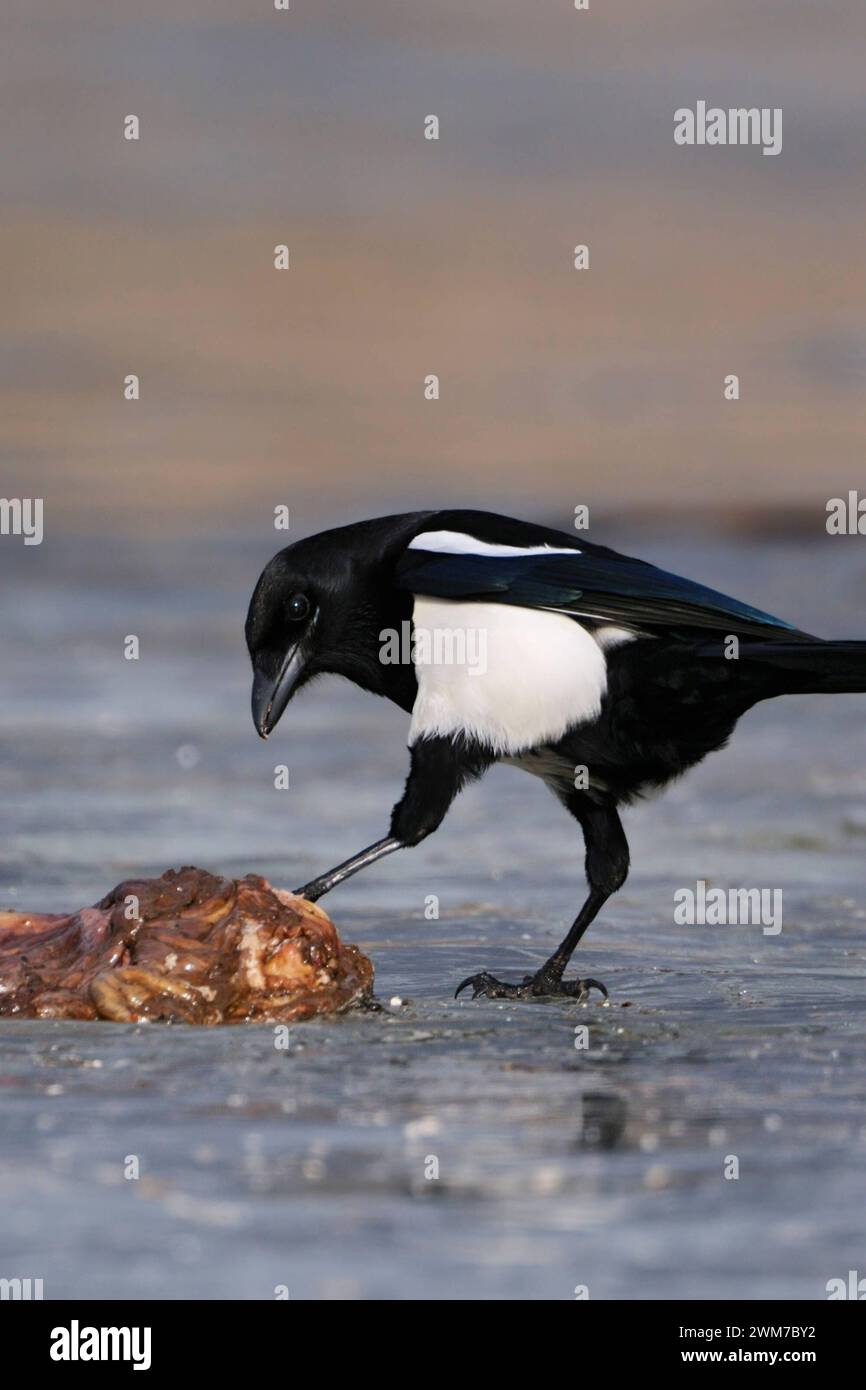 Wächter der Natur... Elster  Pica pica  hat auf einem zugefrorenen See Freßbares, Aas, vermutlich Eingeweide gefunden, das sie neugierig interessiert aber vorsichtig untersucht *** Eurasian Magpie  Pica pica  on a frozen lake with some carrion, controlling / testing, carrion, wildlife, Europe. Mecklenburg-Vorpommern Deutschland, Europa Stock Photo