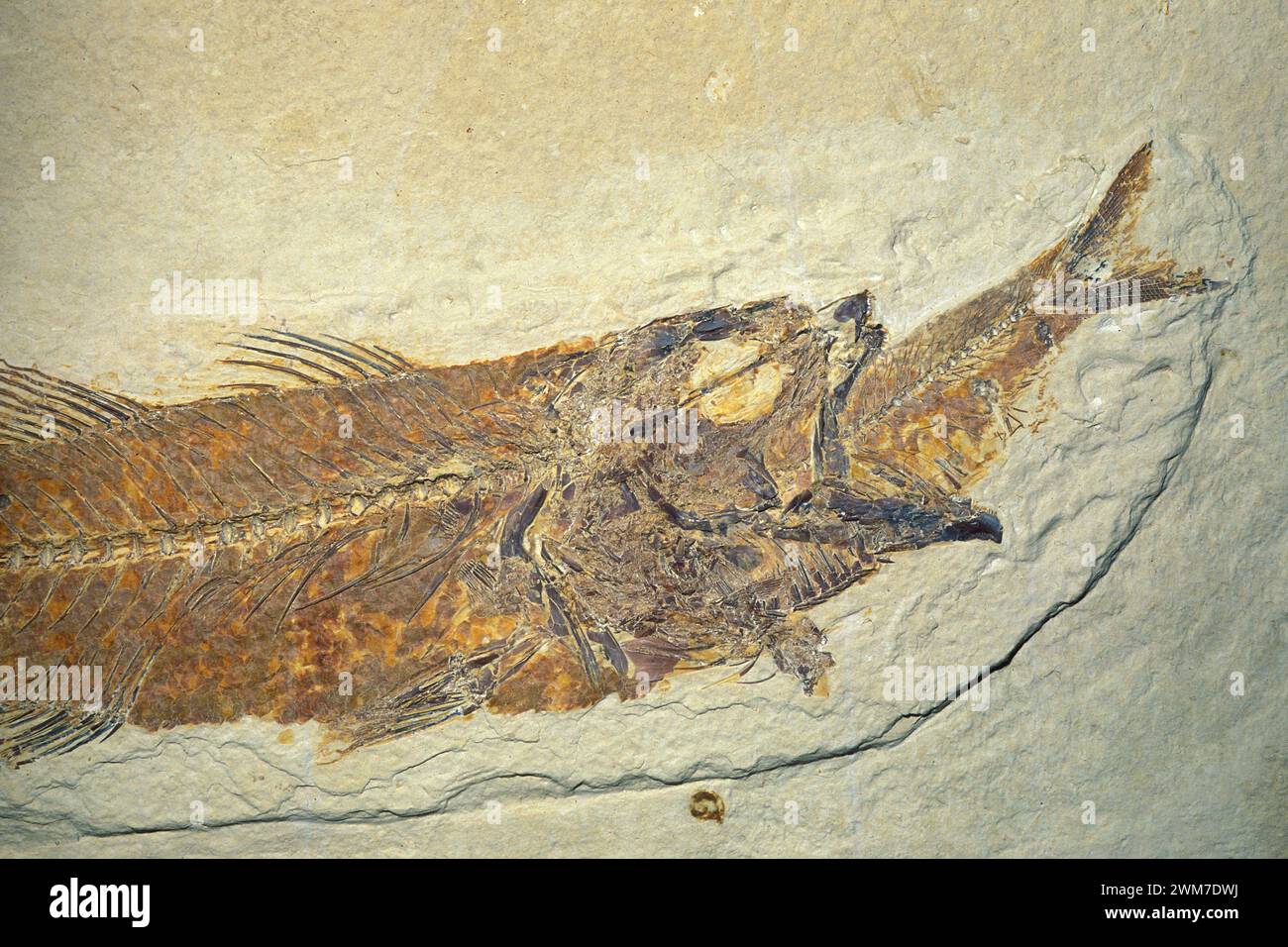 Fossil fish, Mioplosus labracoides, eating a smaller fish, Eocene Period, Wyoming Stock Photo