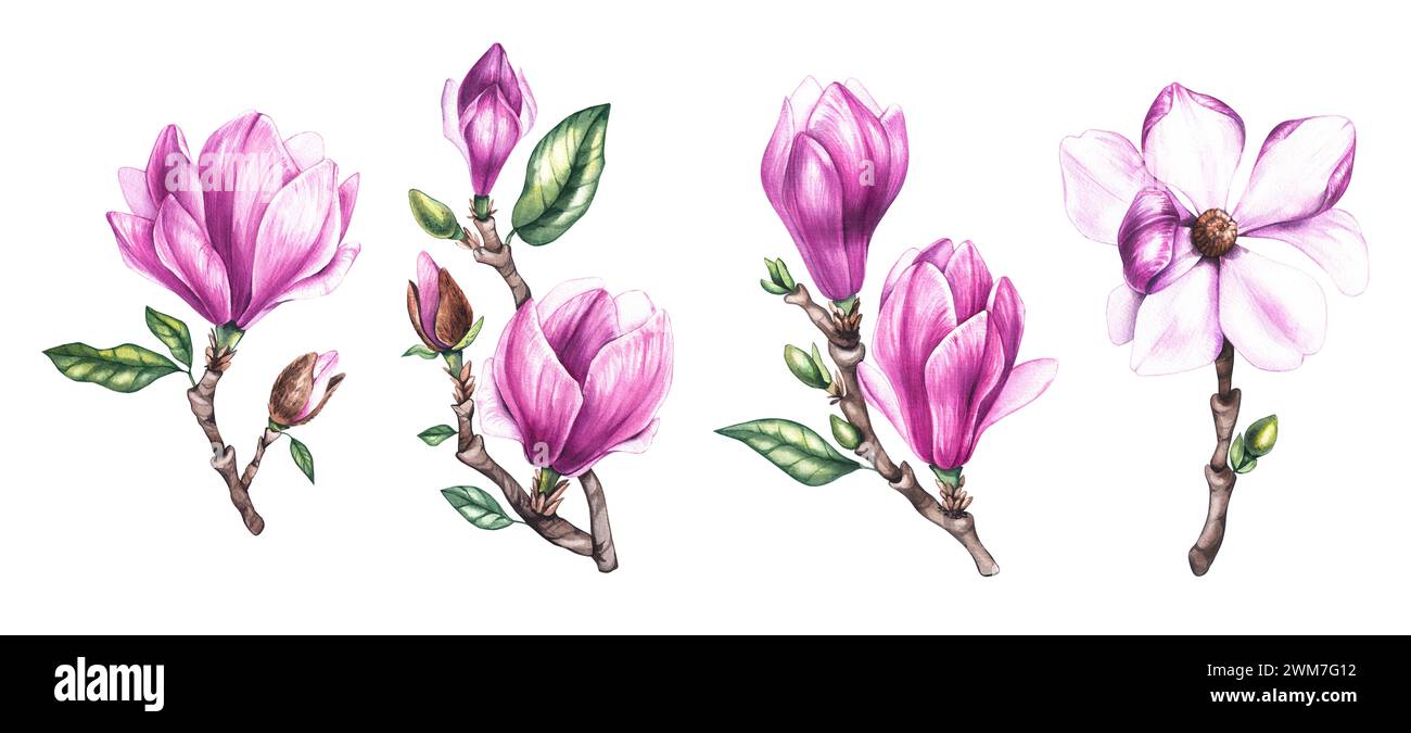 Watercolor magnolias set, hand painted pink magnolias on branches ...