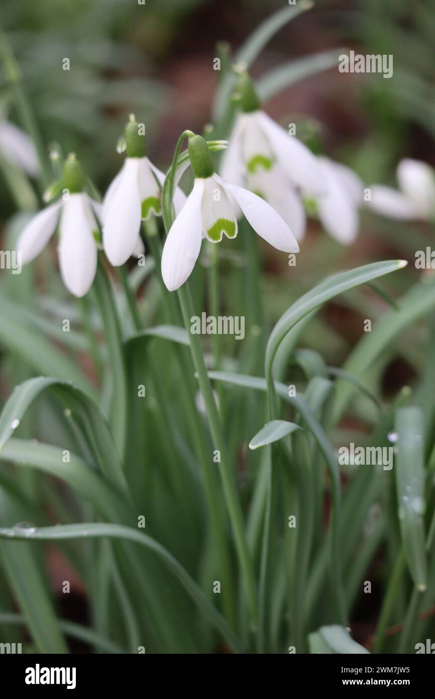 Snowdrop galanthus elwesii close hi-res stock photography and images ...