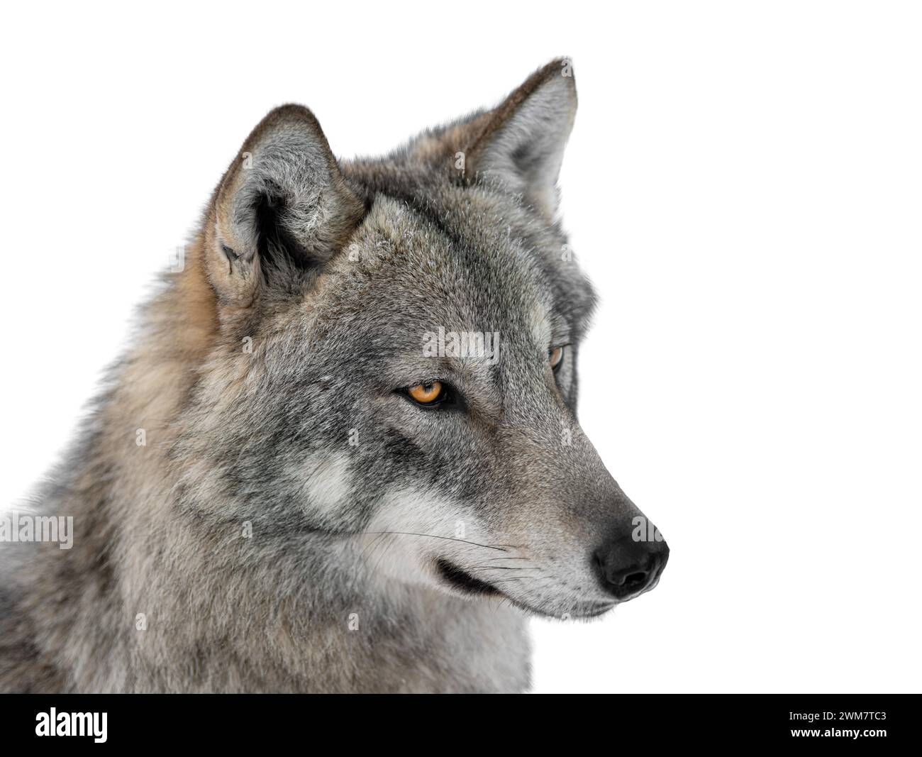 Isolated Wolves Single white timber wolf hi-res stock photography and images - Alamy