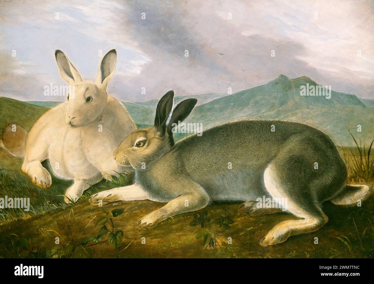 Arctic Hare.  John James Audubon., c. 1841. Stock Photo