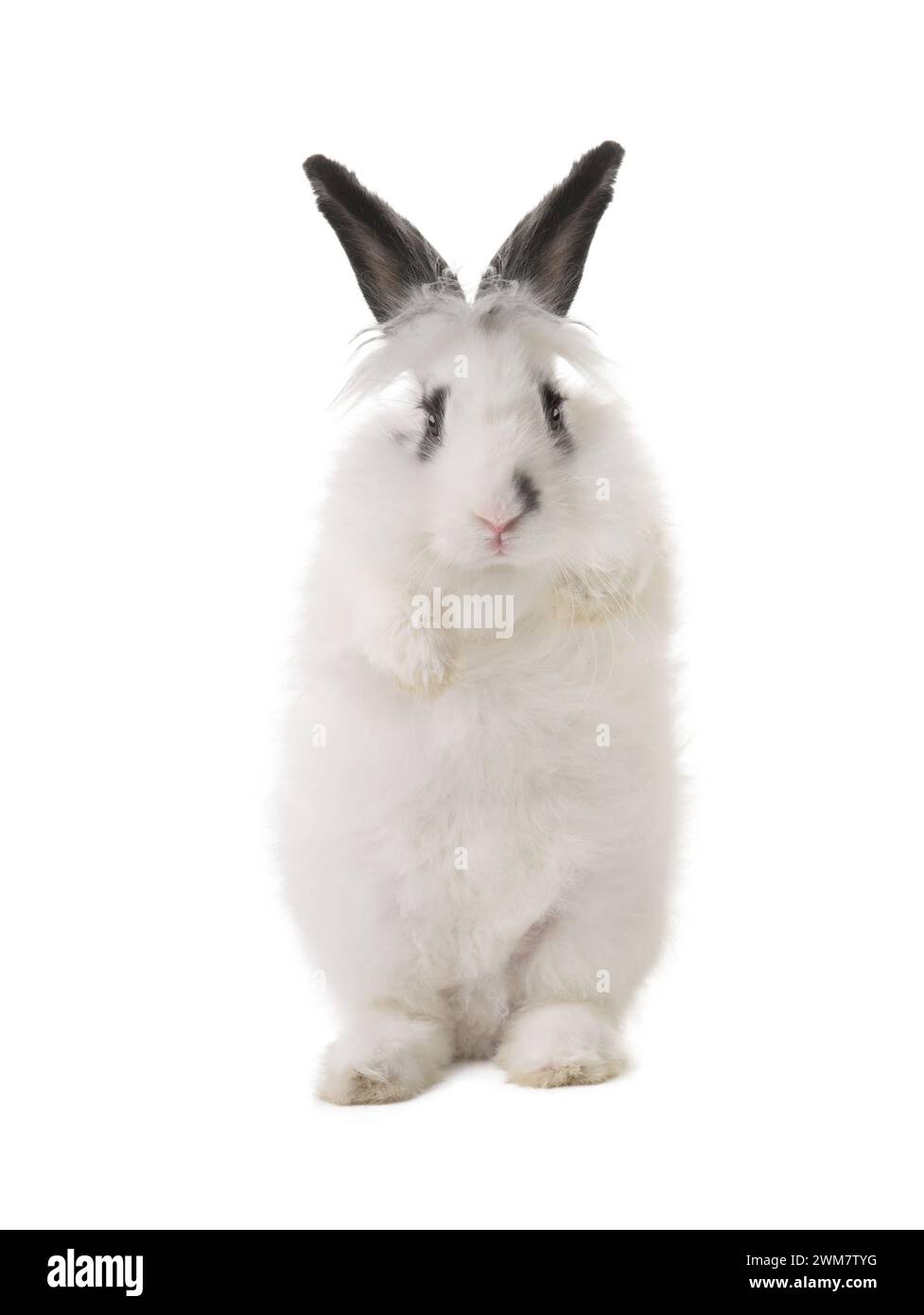 White Rabbit Leg White rabbit stands on its hind legs isolated on white background Stock ...